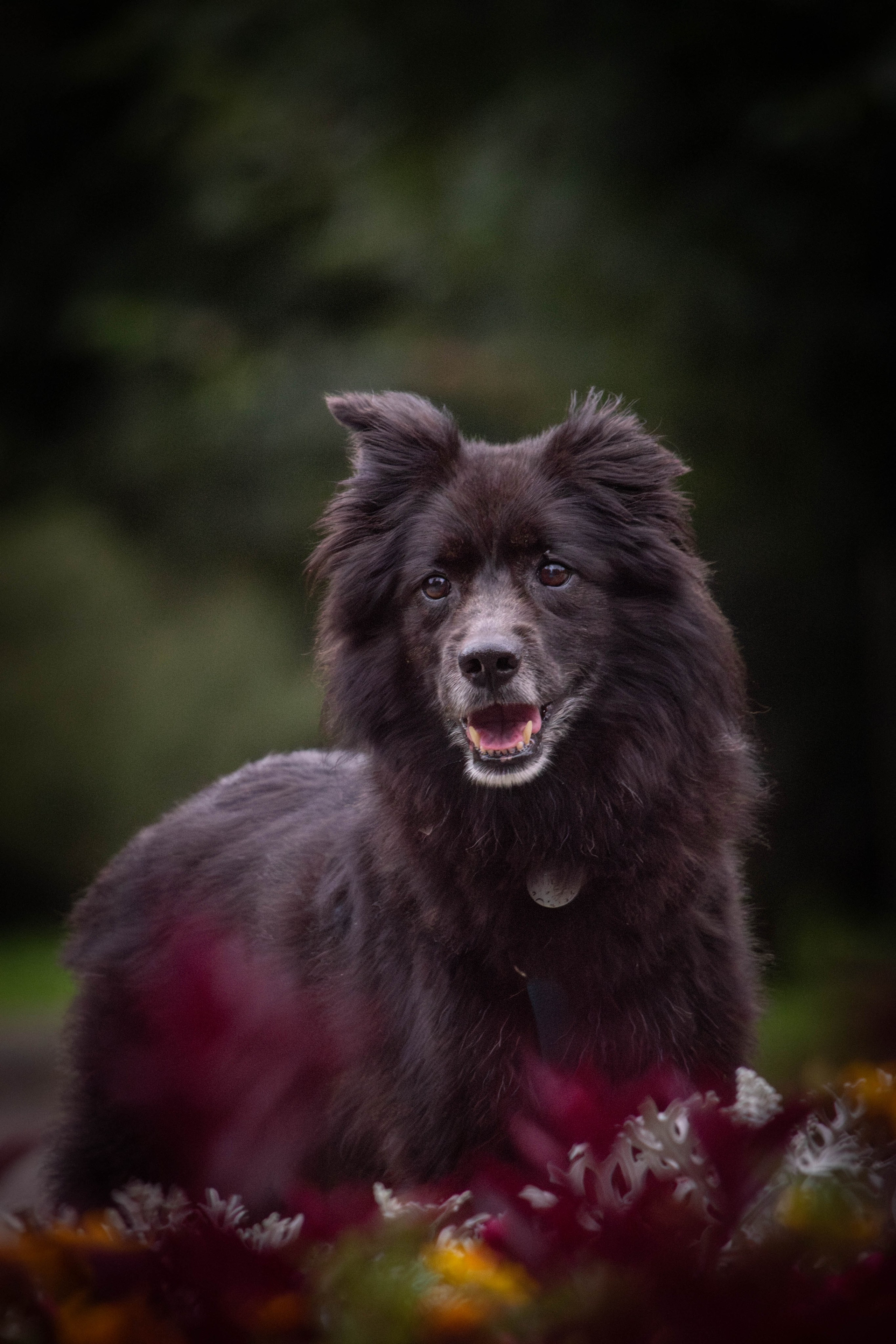 Альба и Даша. Фотограф Светлана Блинова, Москва и Московская область