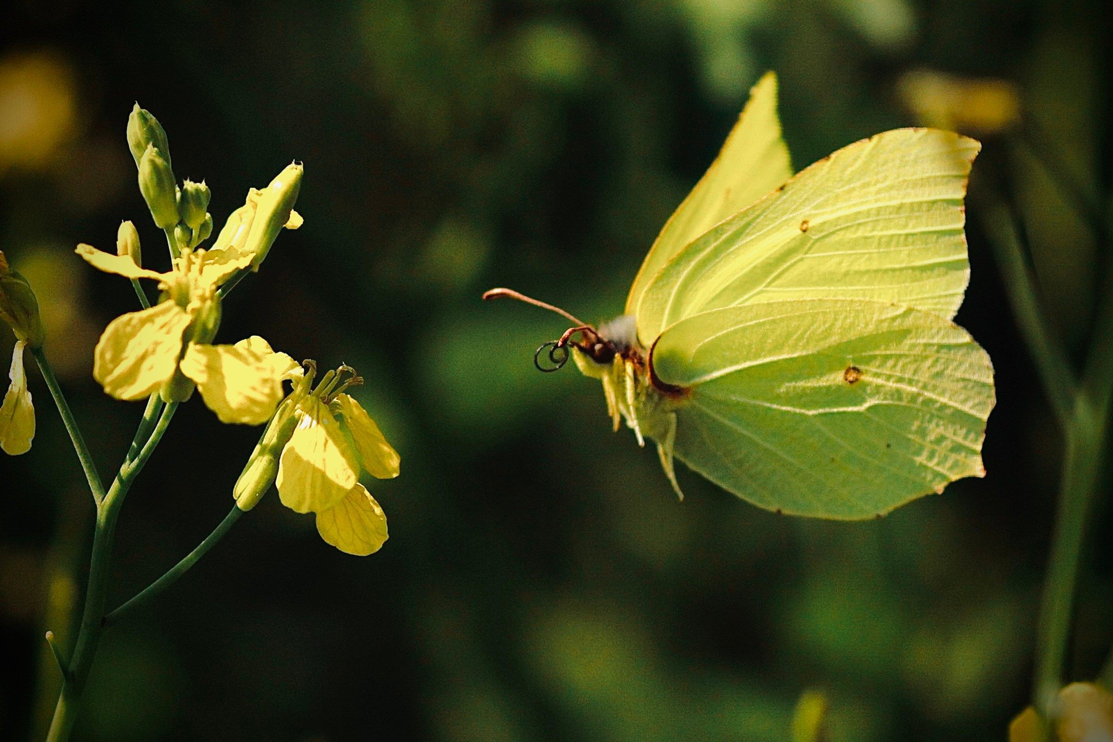 Wildlife photography. Photographer Kirill Sergeev | Moscow