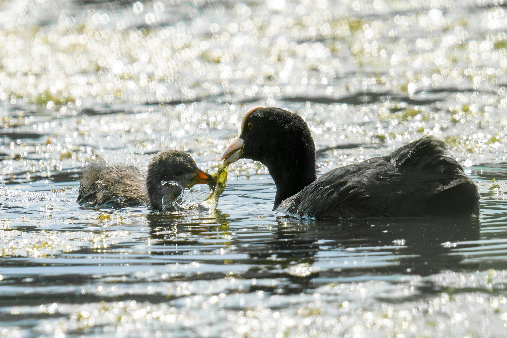 Удивительные мир птиц. Вокруг нас столько прекрасного — присмотритесь!. Ваш личный фотограф Марина Волкова
