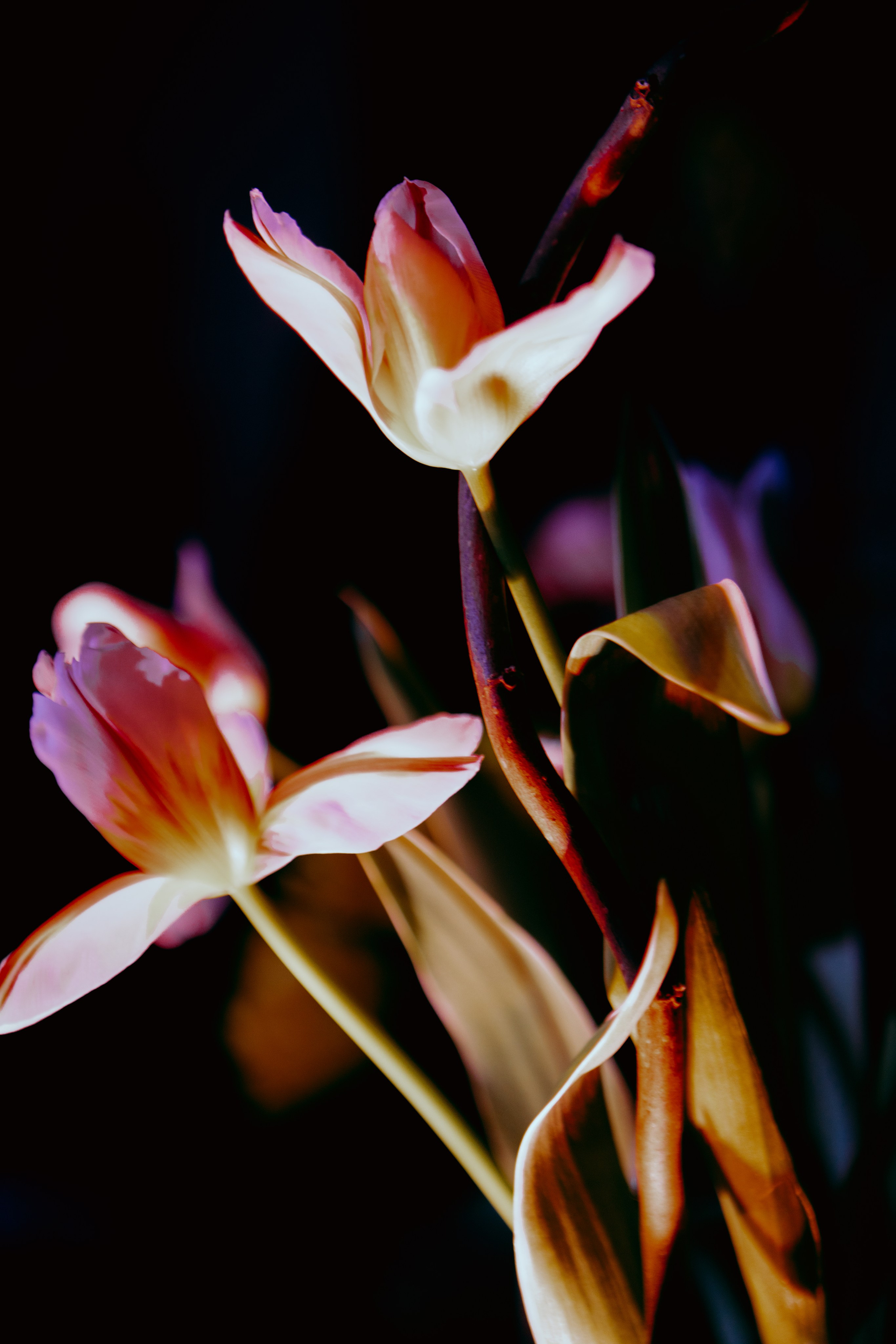 AUXI Noise 24. Fashion Фотограф в СПб Yana Kochkina