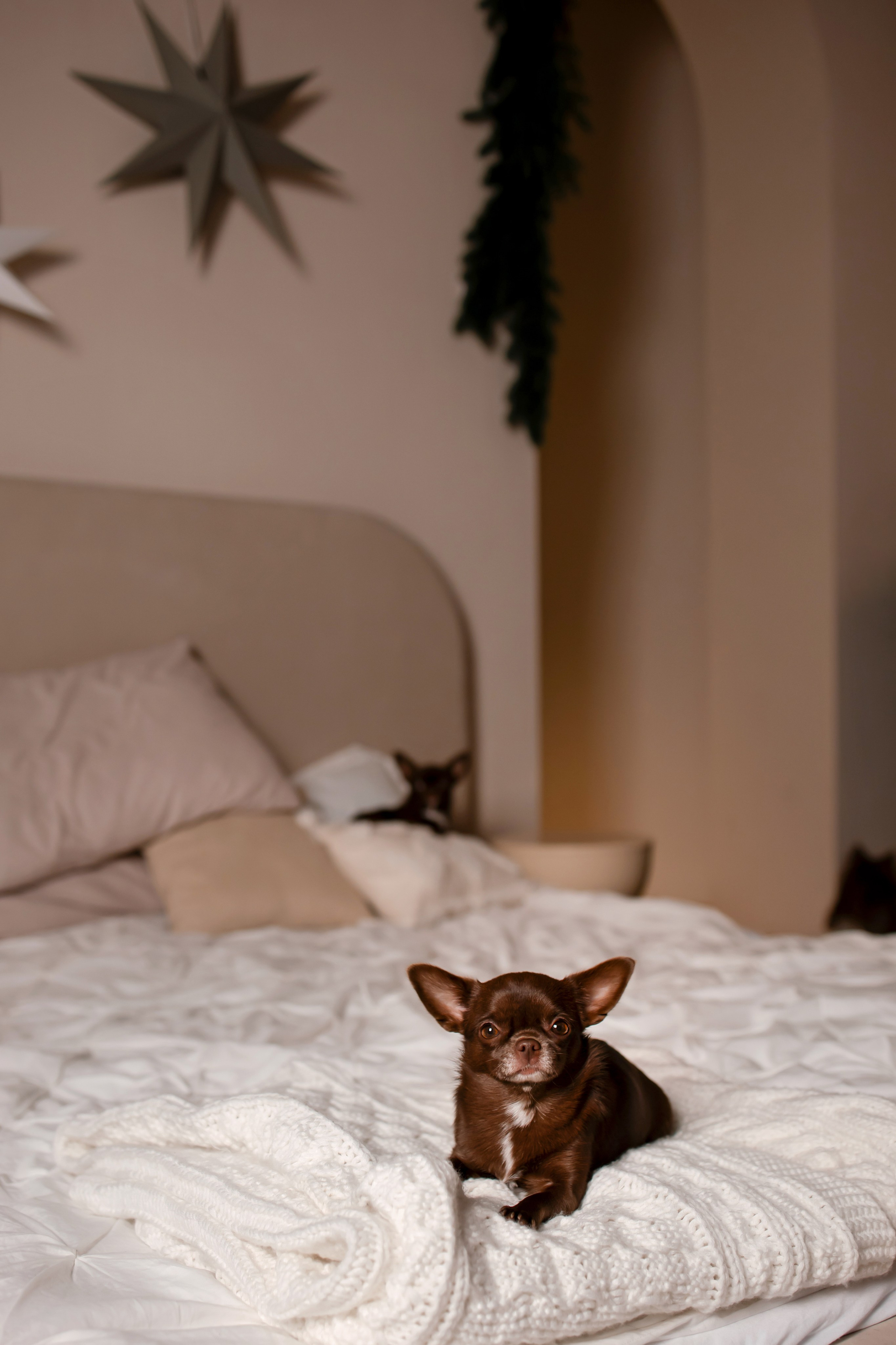 Новогодняя фотосессия девушки в студии. Фотограф-анималист в Краснодаре Маша Мельникова