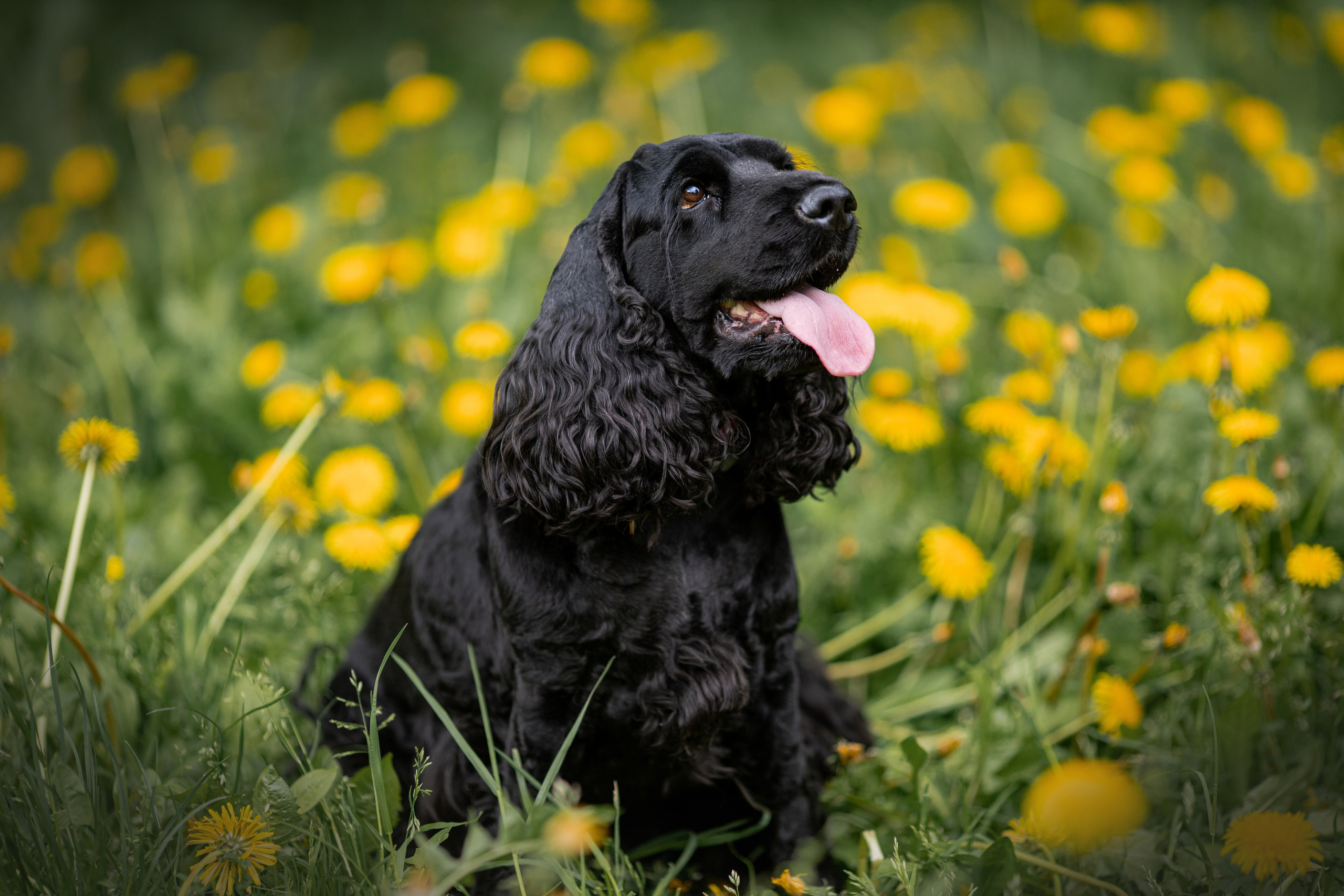 Оливия. Художник и Фотограф Тимохина Юлия