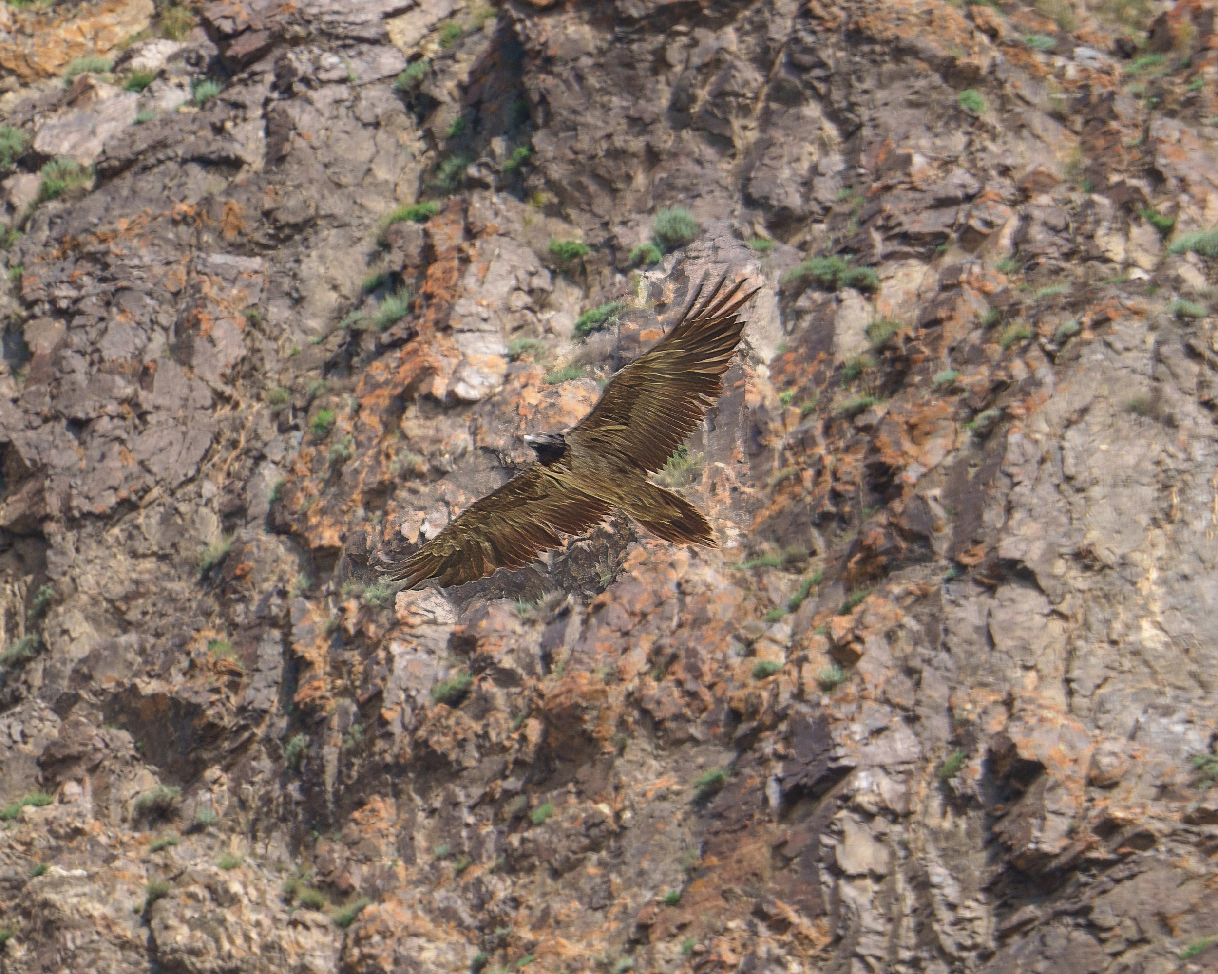 And this is the same bearded lamb: a feathered giant that feeds on bones (family of hawks, subfamily of vultures)