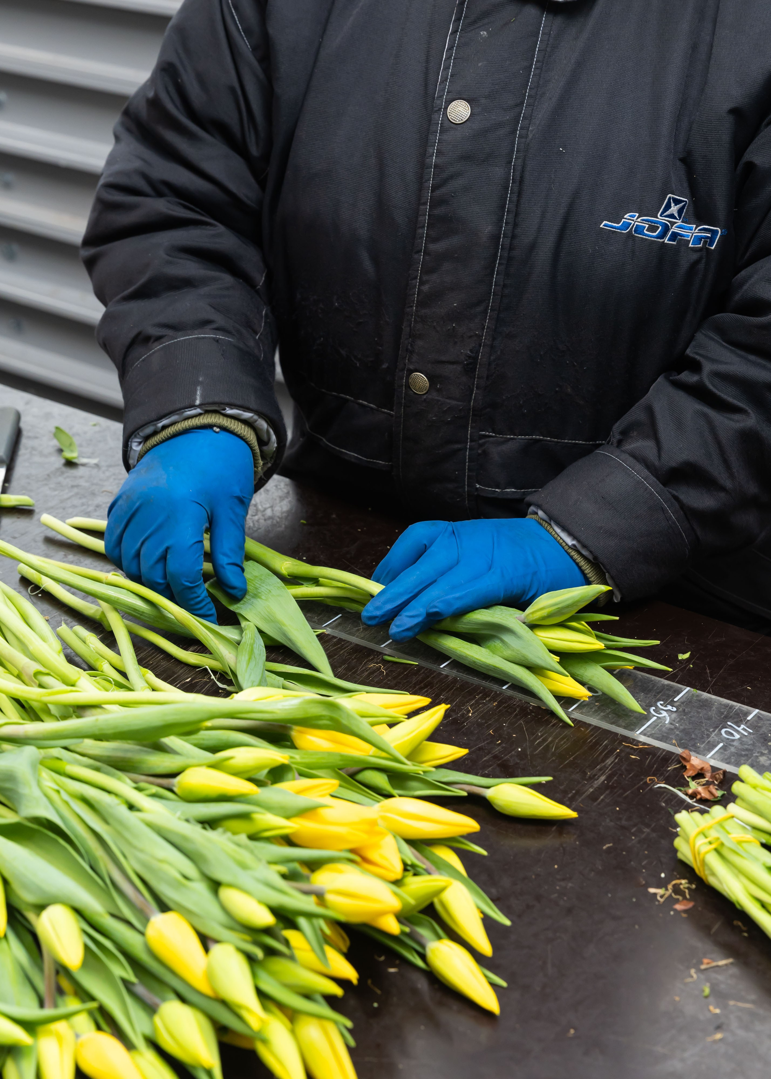 26.02.2026 Цветополис. ФОТОГРАФ ВИНОГРАДОВА ДАРЬЯ