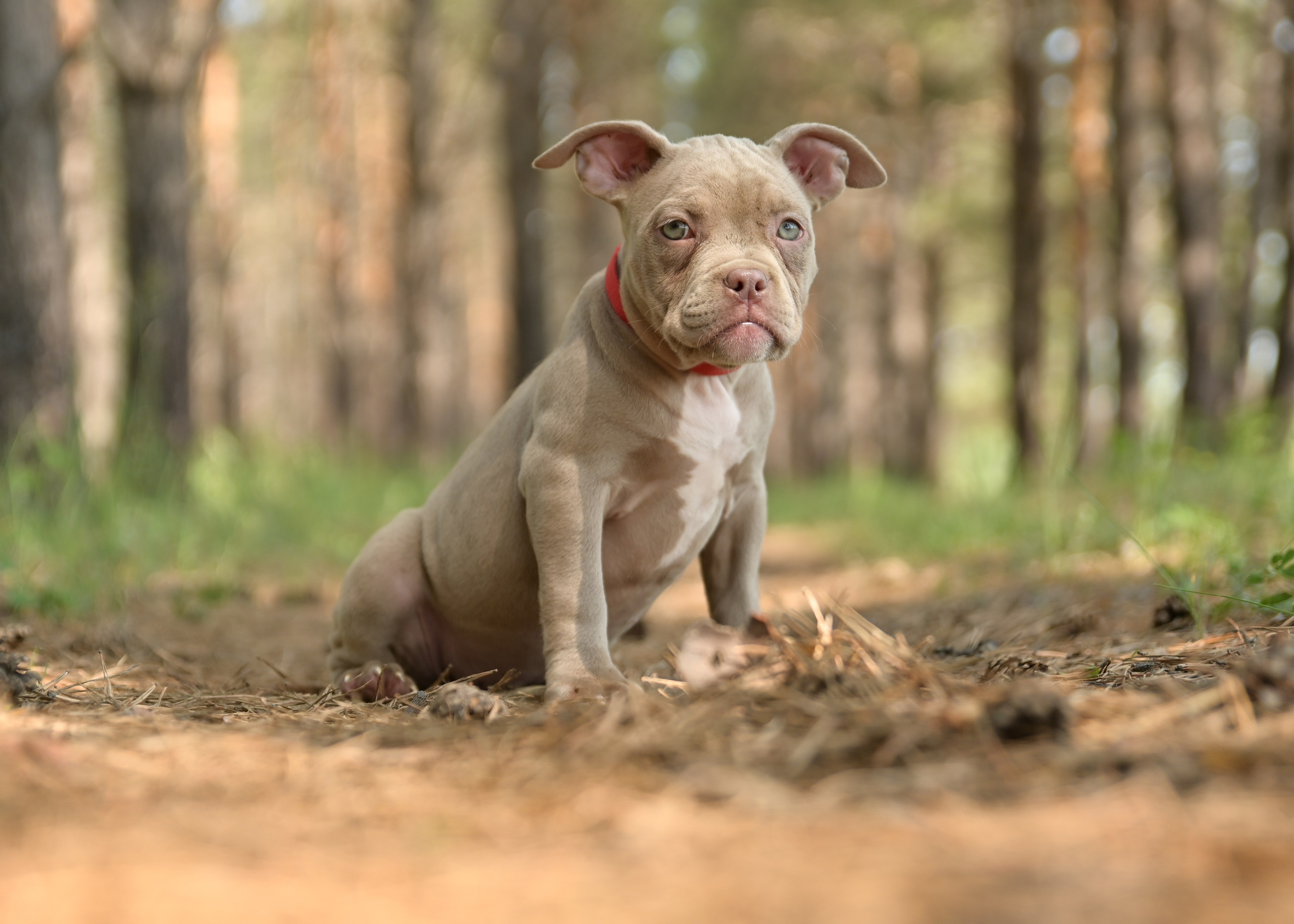 Свободные щенки Американский Булли в Иркутске. Питомник собак Иркутск