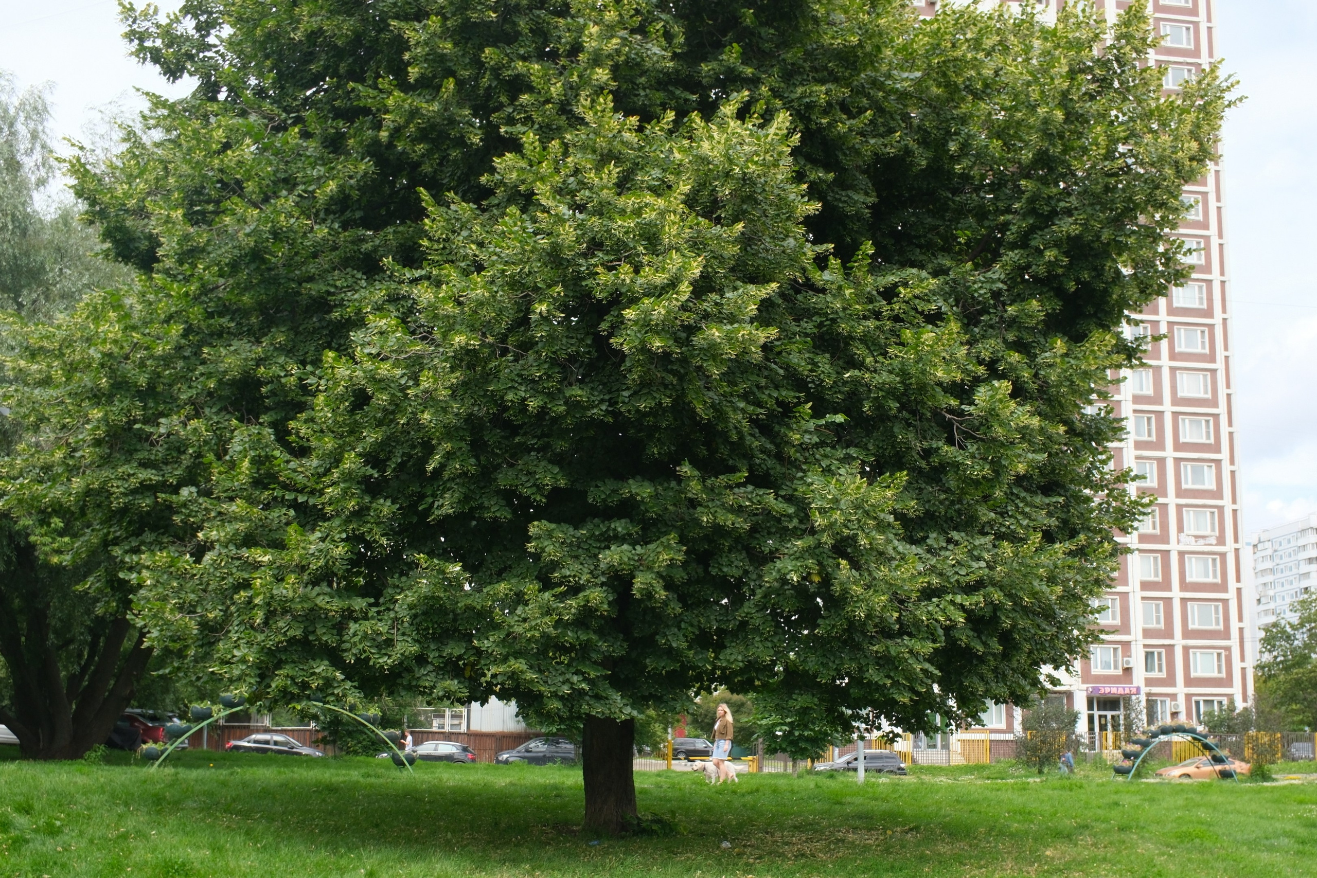 Прогулка на Каскадные пруды в Чертаново 06.07.2025. Улица, люди, жизнь…