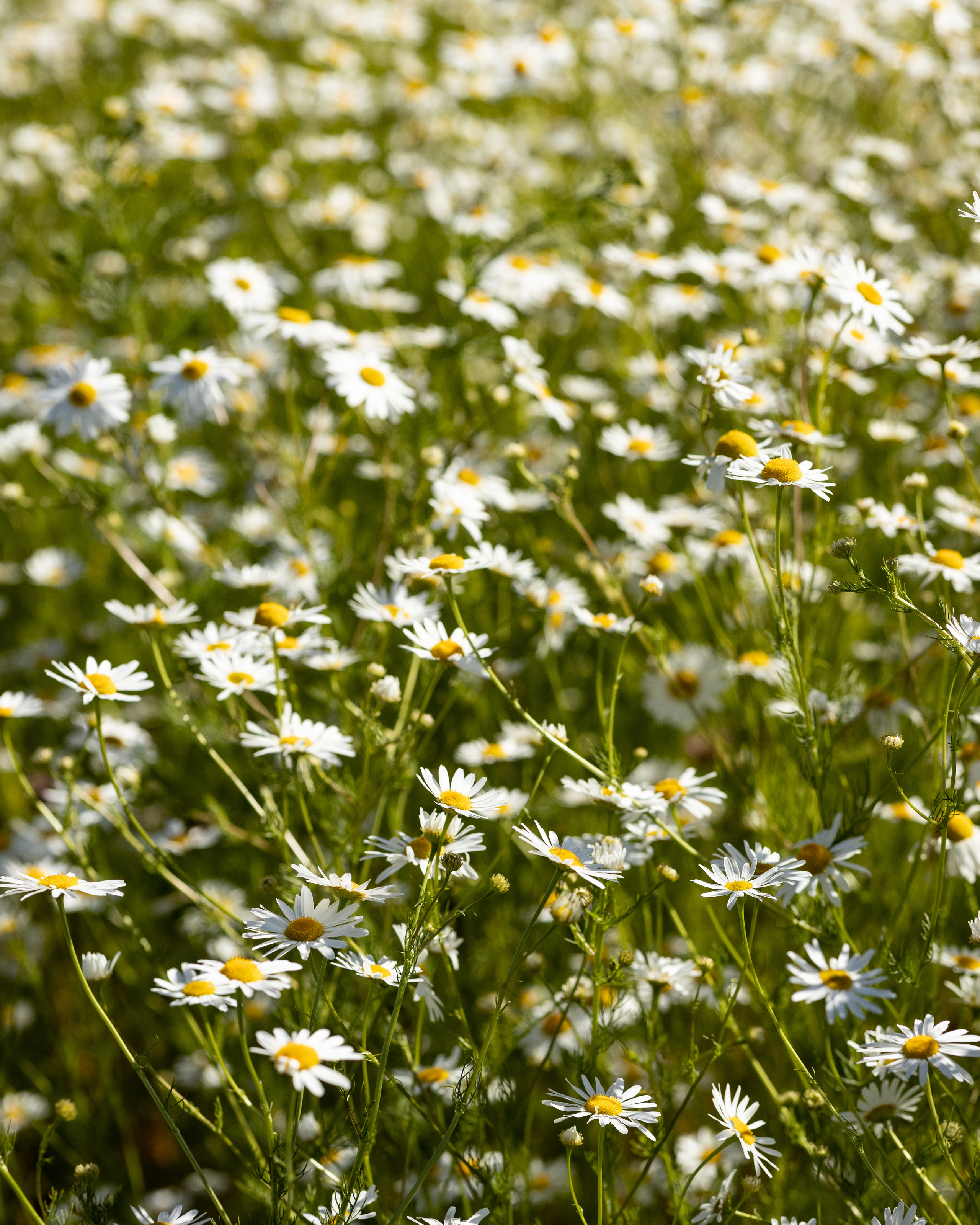 Фотосессия в цветочном поле. Портретный фотограф Екатерина Лысенко, Москва