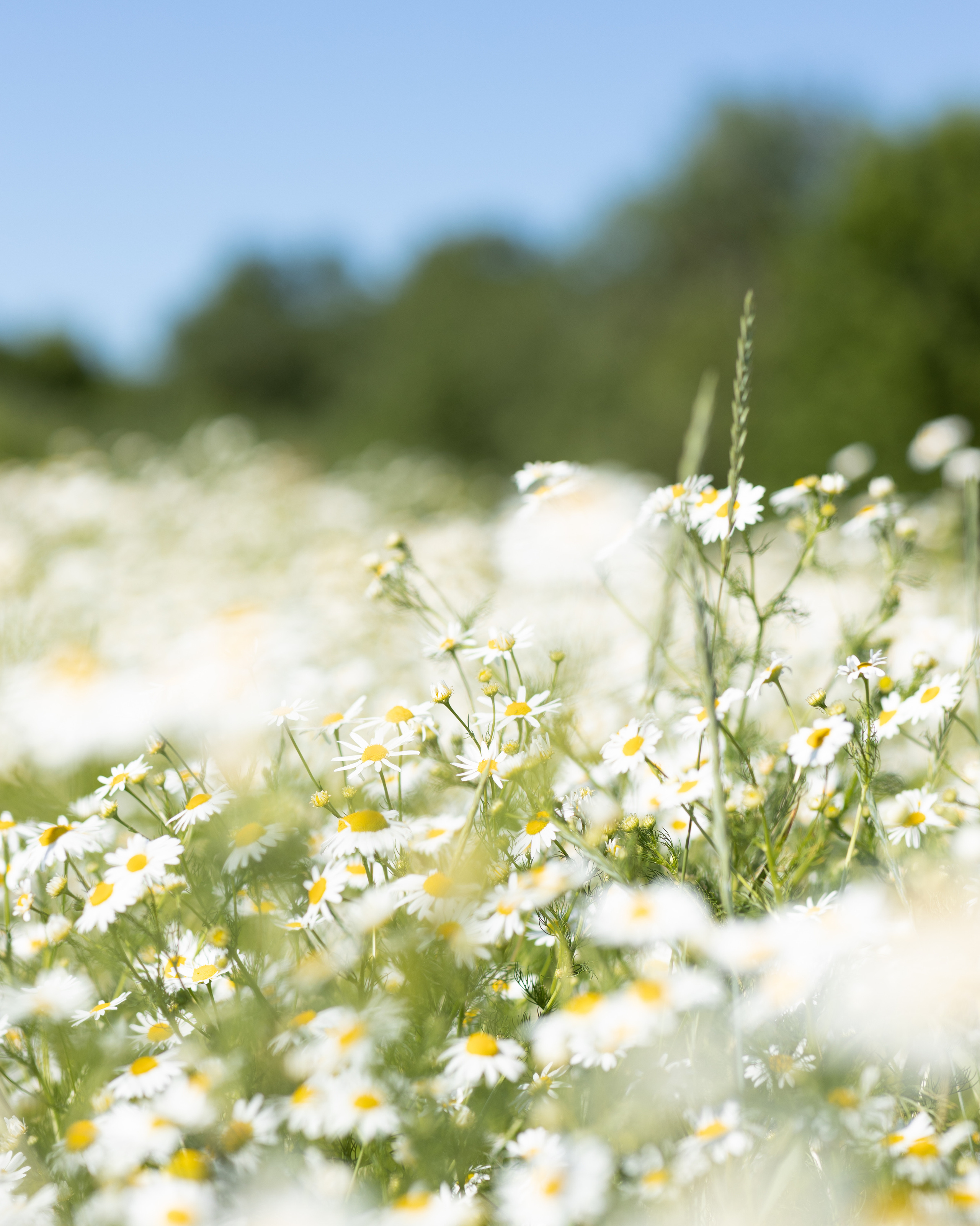 Привет, ромашки!. Портретный фотограф Екатерина Лысенко, Москва