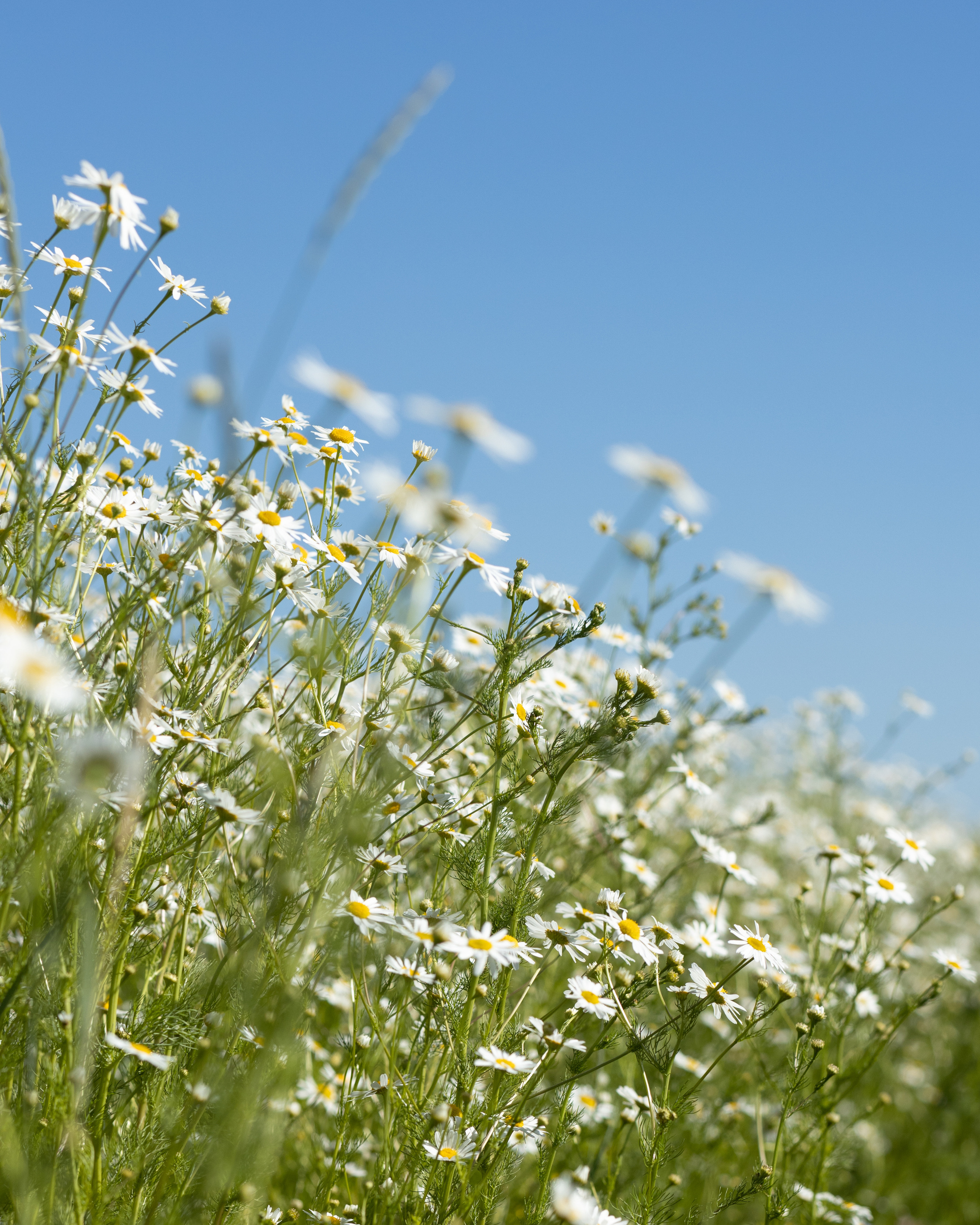 Фотосессия в цветочном поле. Портретный фотограф Екатерина Лысенко, Москва