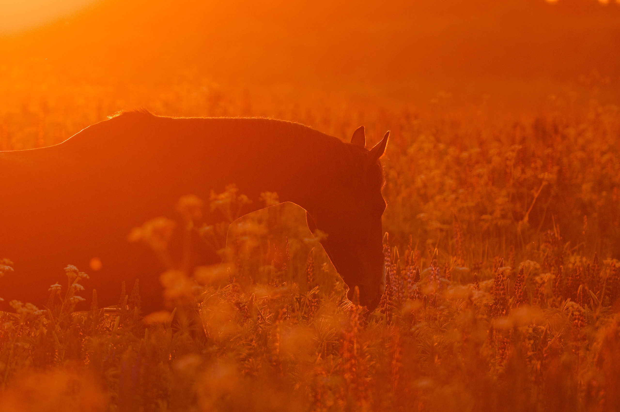 Ивори в закатных полях. Фотограф-анималист