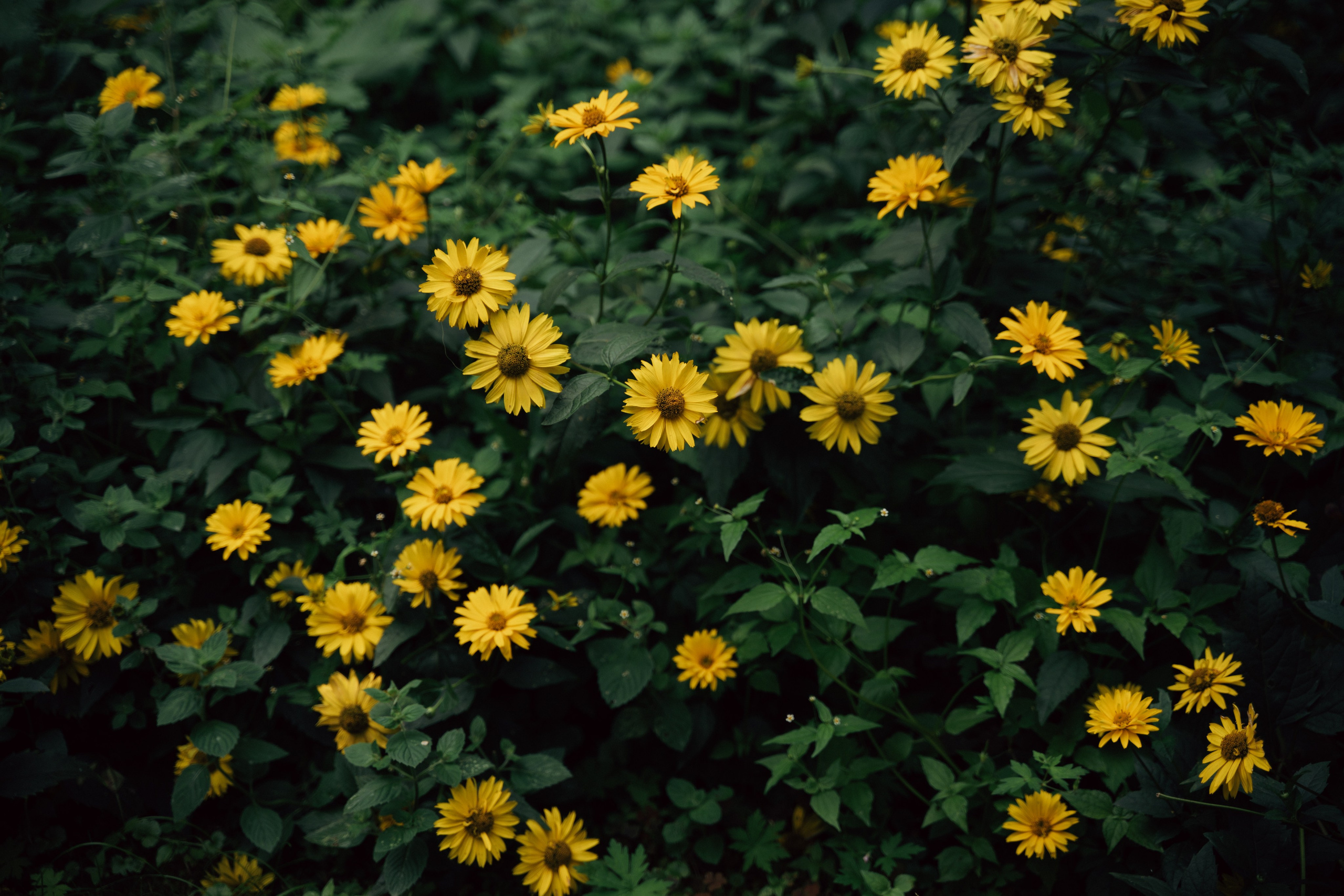 Никита и Ангелина. Свадебный и портретный фотограф в Брянске и Москве Алина Химушкина