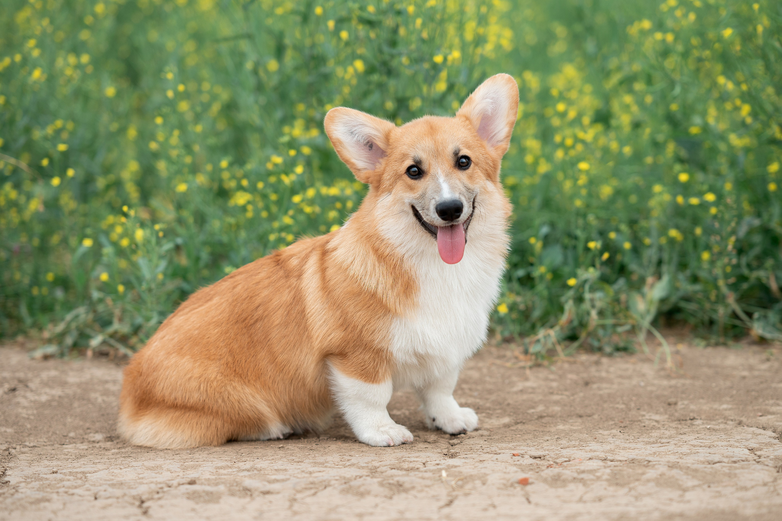 Заводчик Ольга Кушкина. Творческий фотограф Вологда