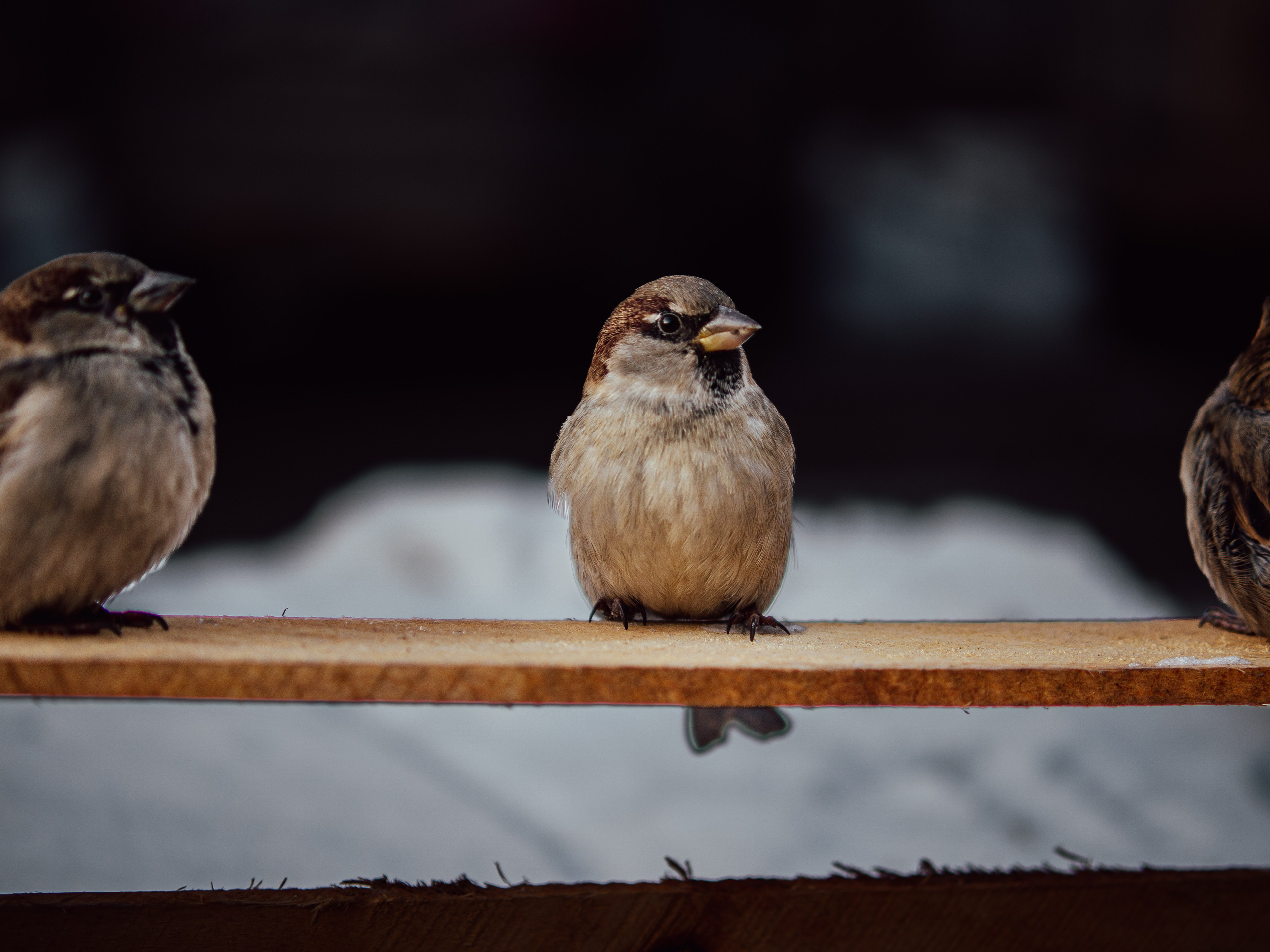 Воробьи. Профессиональная фотография от VladEstaf_StyloQArt: портреты, репортажи, семья