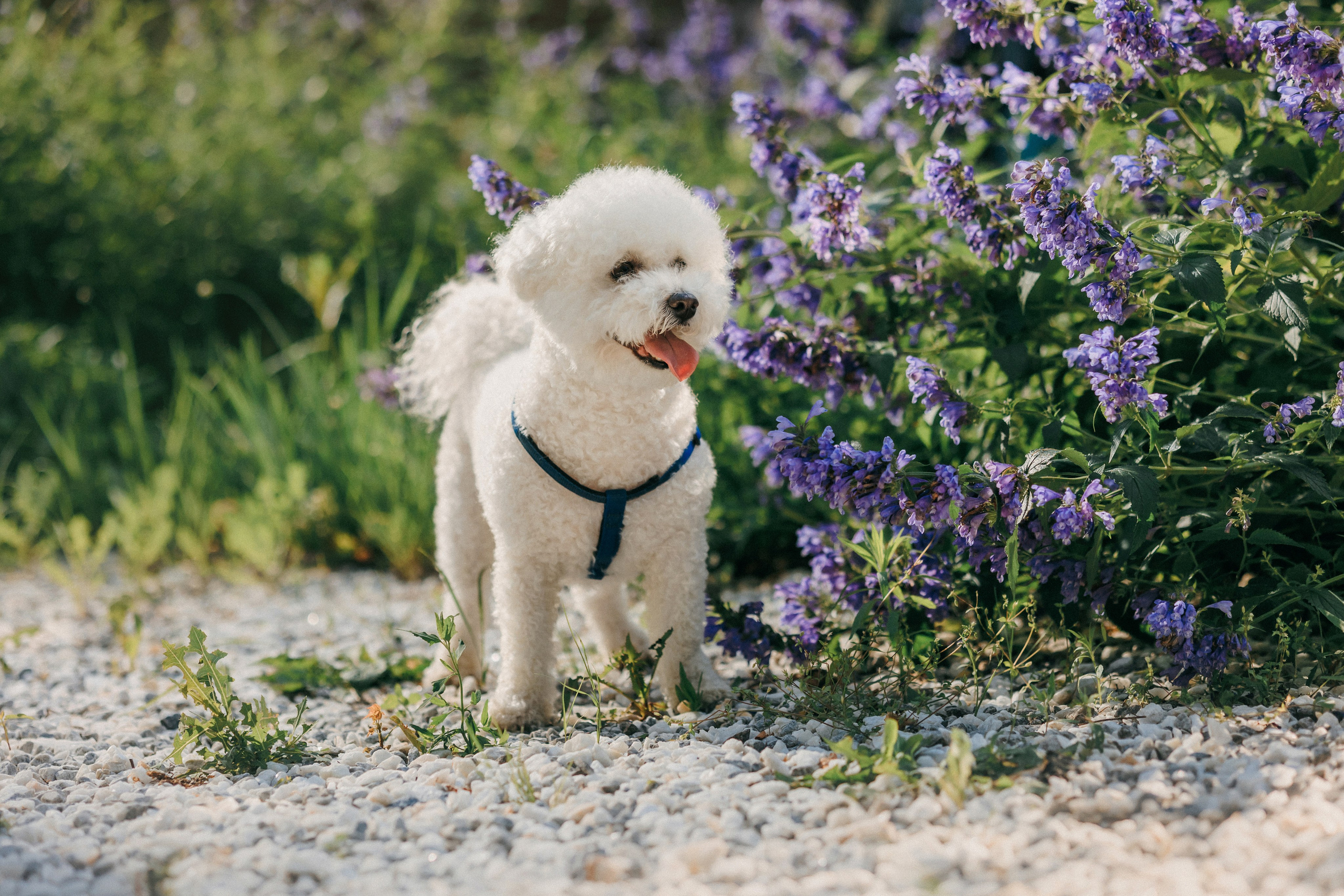 Марина, Данил и Бруно. Фотограф-анималист Елена Радченко, Москва