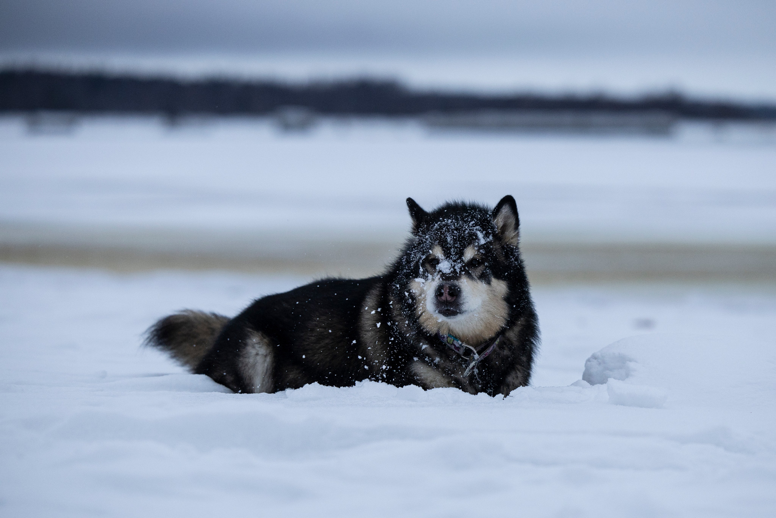Юрген. Фотограф-анималист Анна Маринич