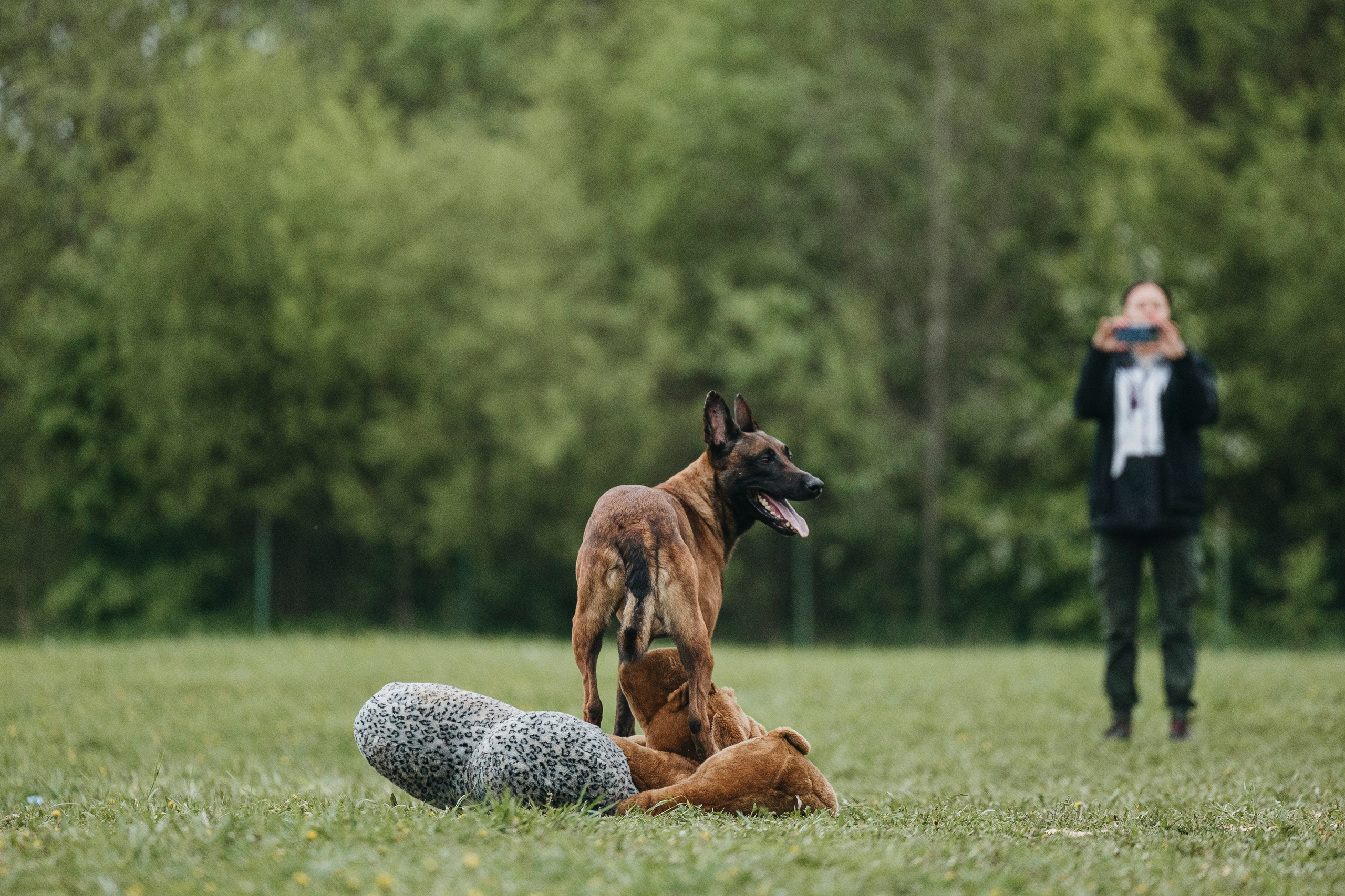 26.05.25 г. Пушкин квалификационные соревнования. Фотограф-анималист Анна Маринич