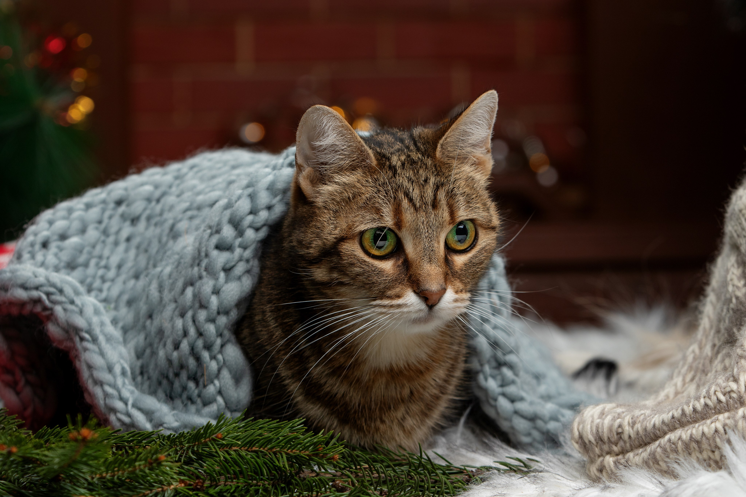 Кошки. Фотограф-анималист Юлия Зубкова