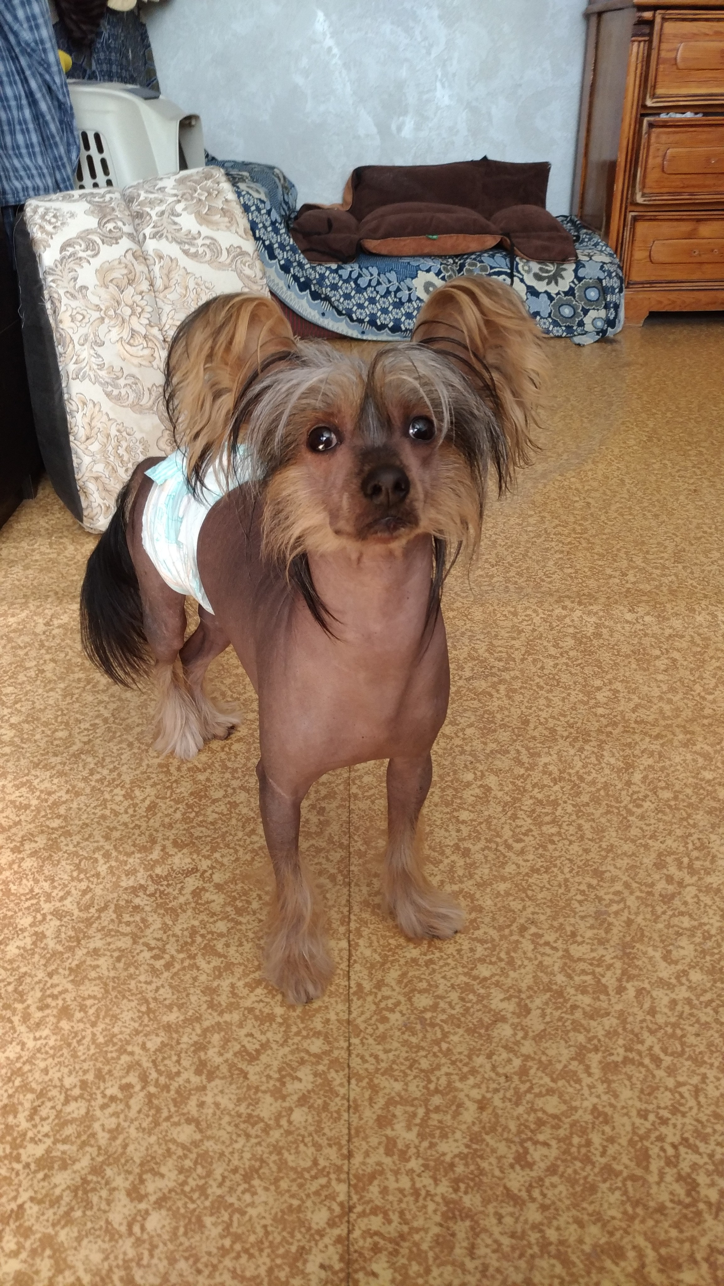 Адамусик милый малыш. Питомник китайских хохлатых собак Poale Ell: купить щенка в питомнике