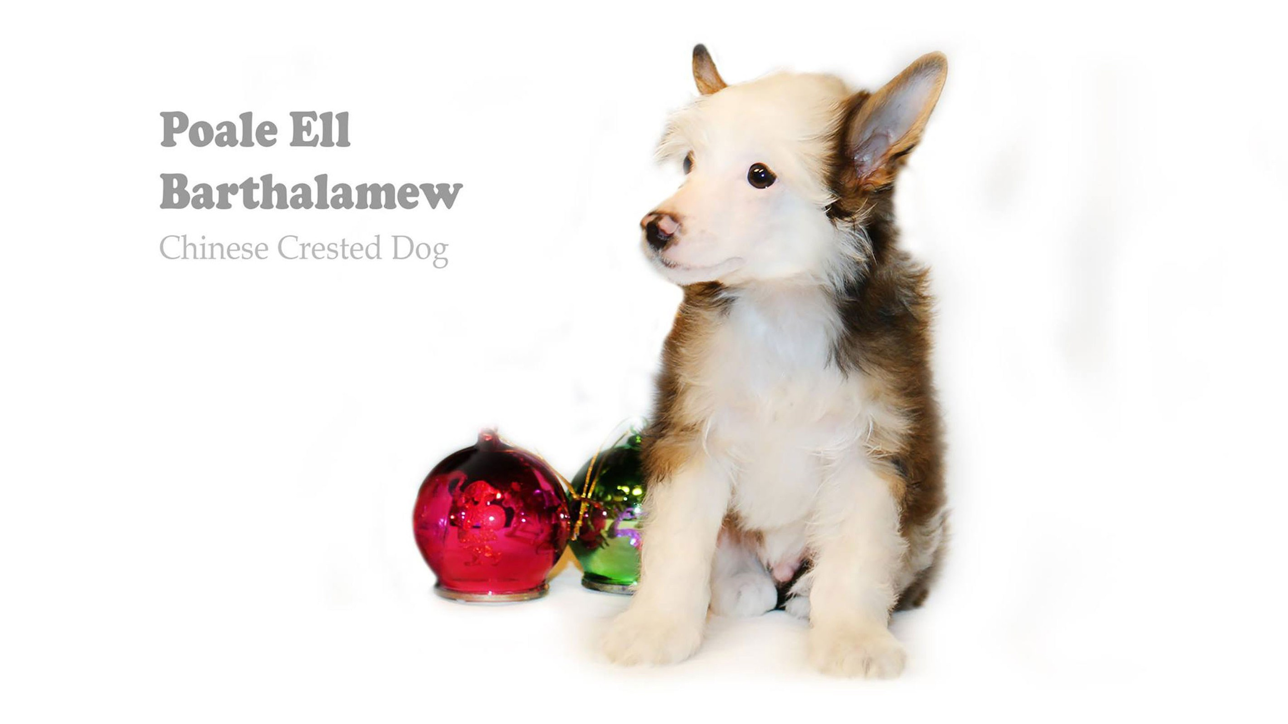 Poale Ell Barthalamew. Chinese Crested Dog Kennel Poale Ell