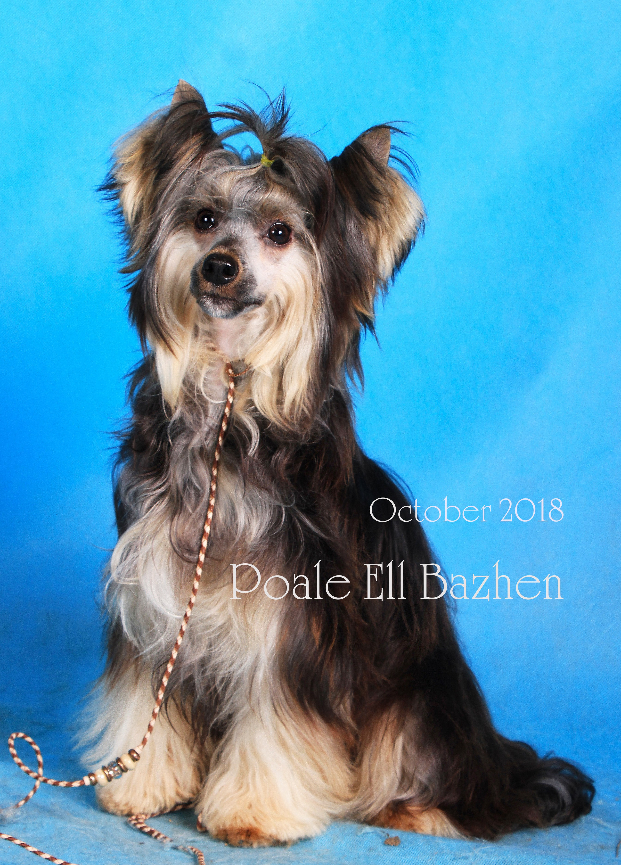 Poale Ell Bazhen. Chinese Crested Dog Kennel Poale Ell