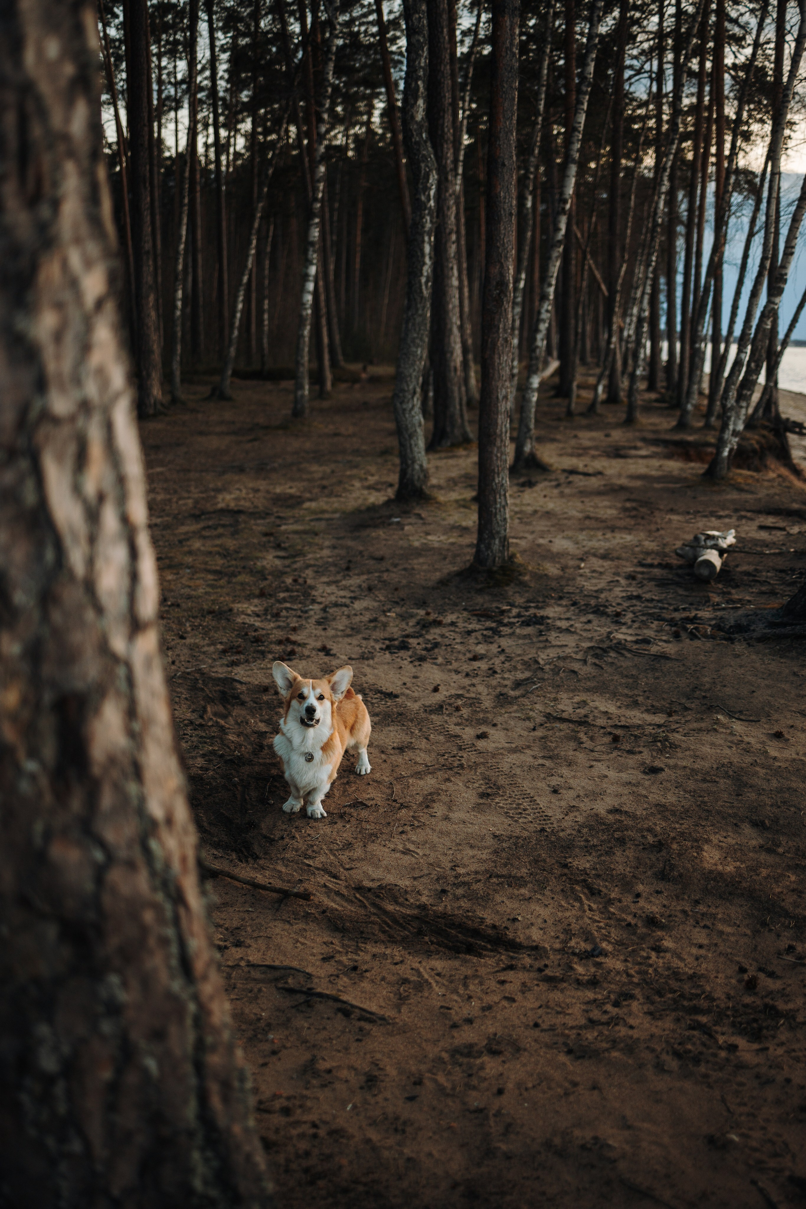 Найт и его семья. Фотограф — Анималист | Санкт-Петербург