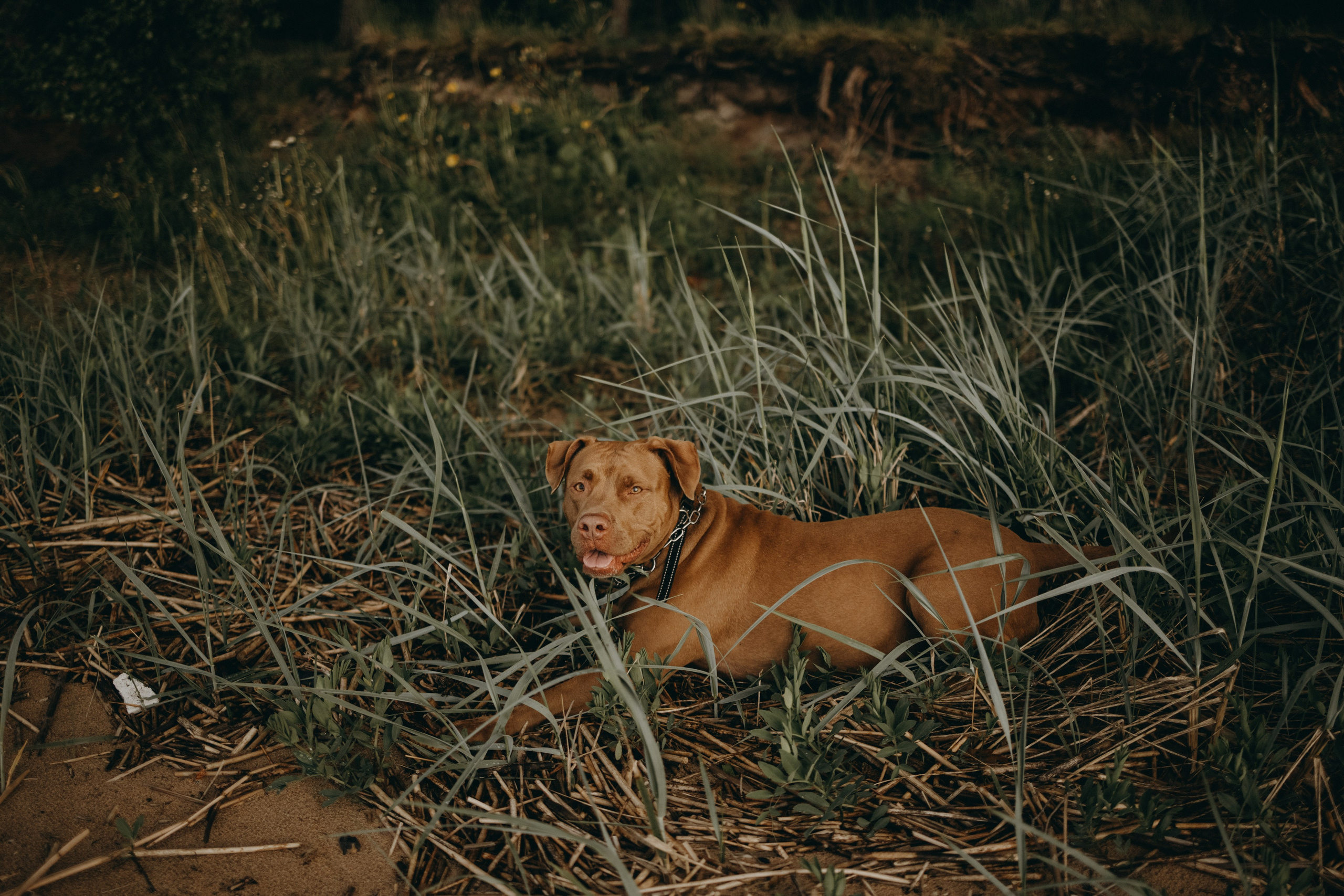 Бонни и ее семья. Фотограф — Анималист | Санкт-Петербург