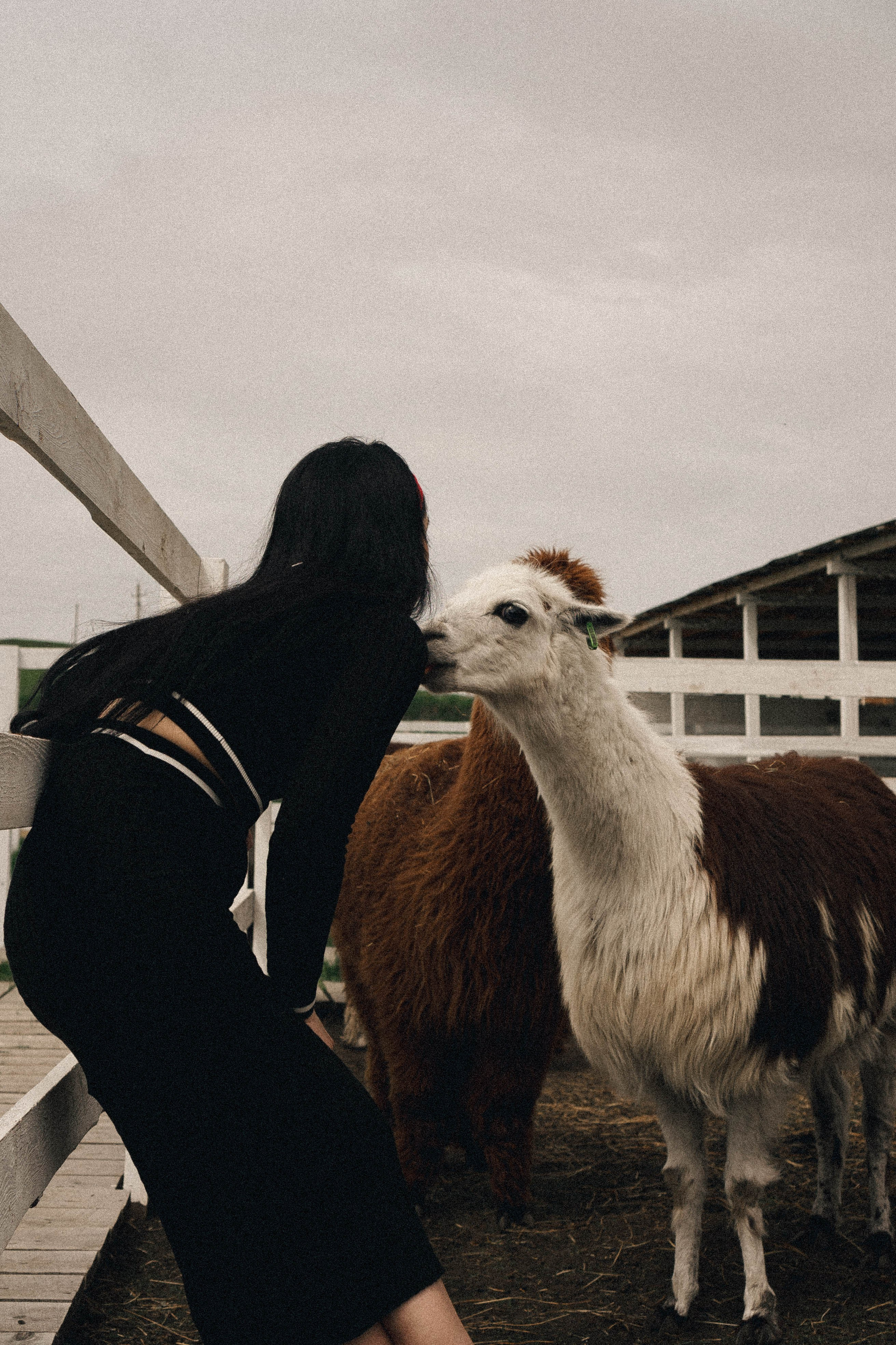Ферма Альпак. Профессиональный фотограф, Санкт-Петербург — Виктория Богомолова