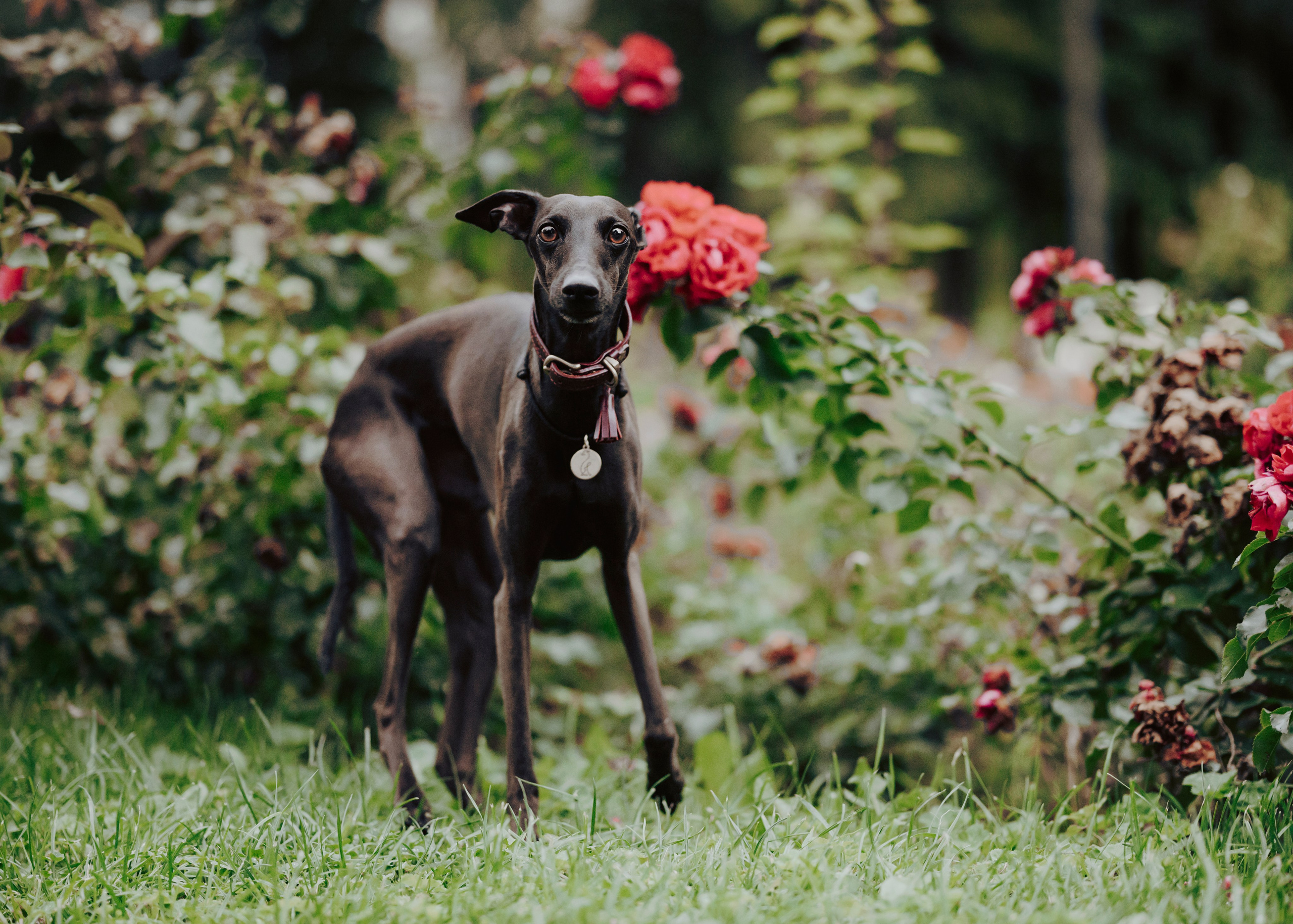Дофи. Фотограф- анималист Александра Матвеева
