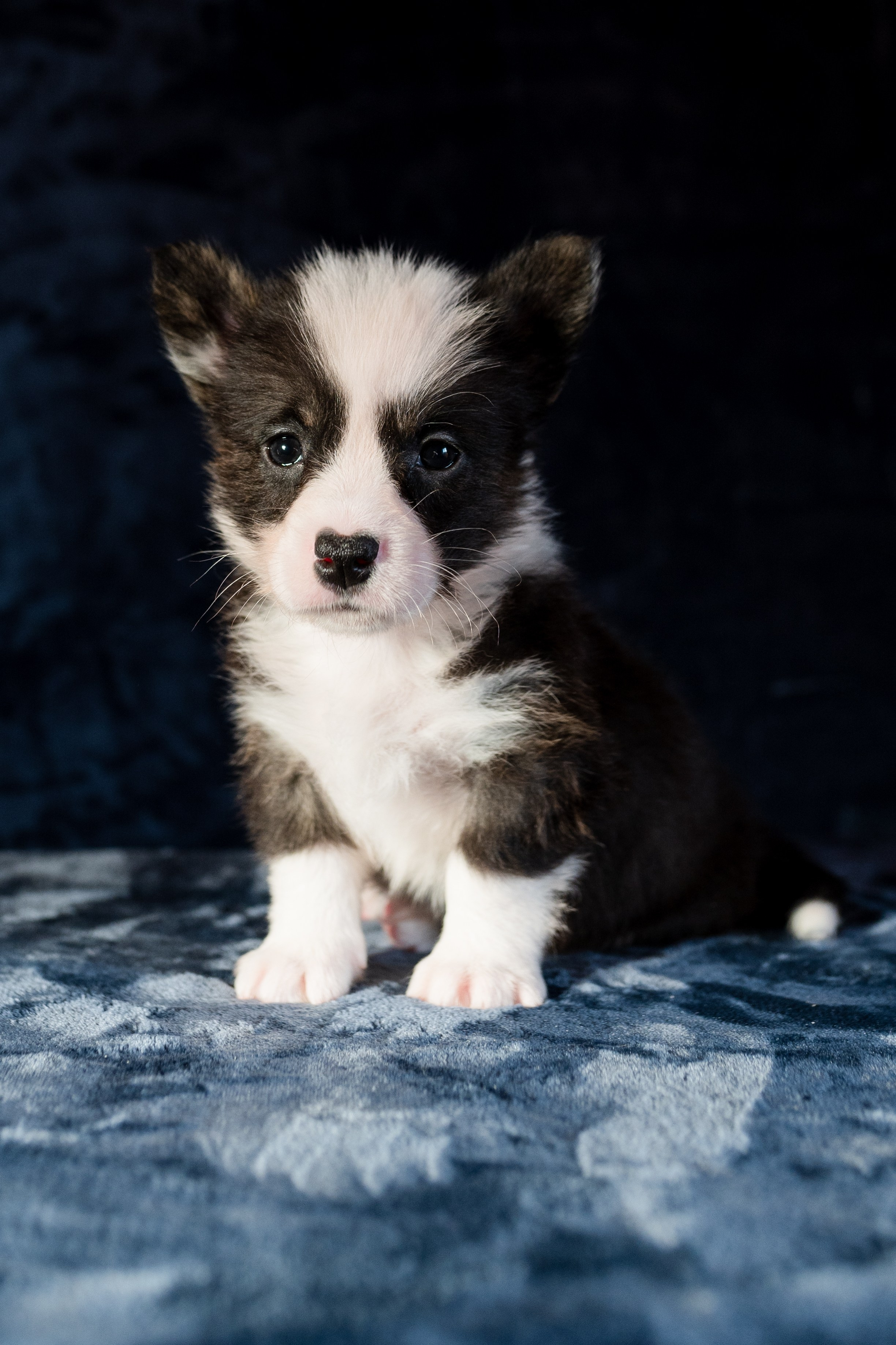 Вельш-корги-пемброк. Фотограф анималист в Москве Ольга Агушева