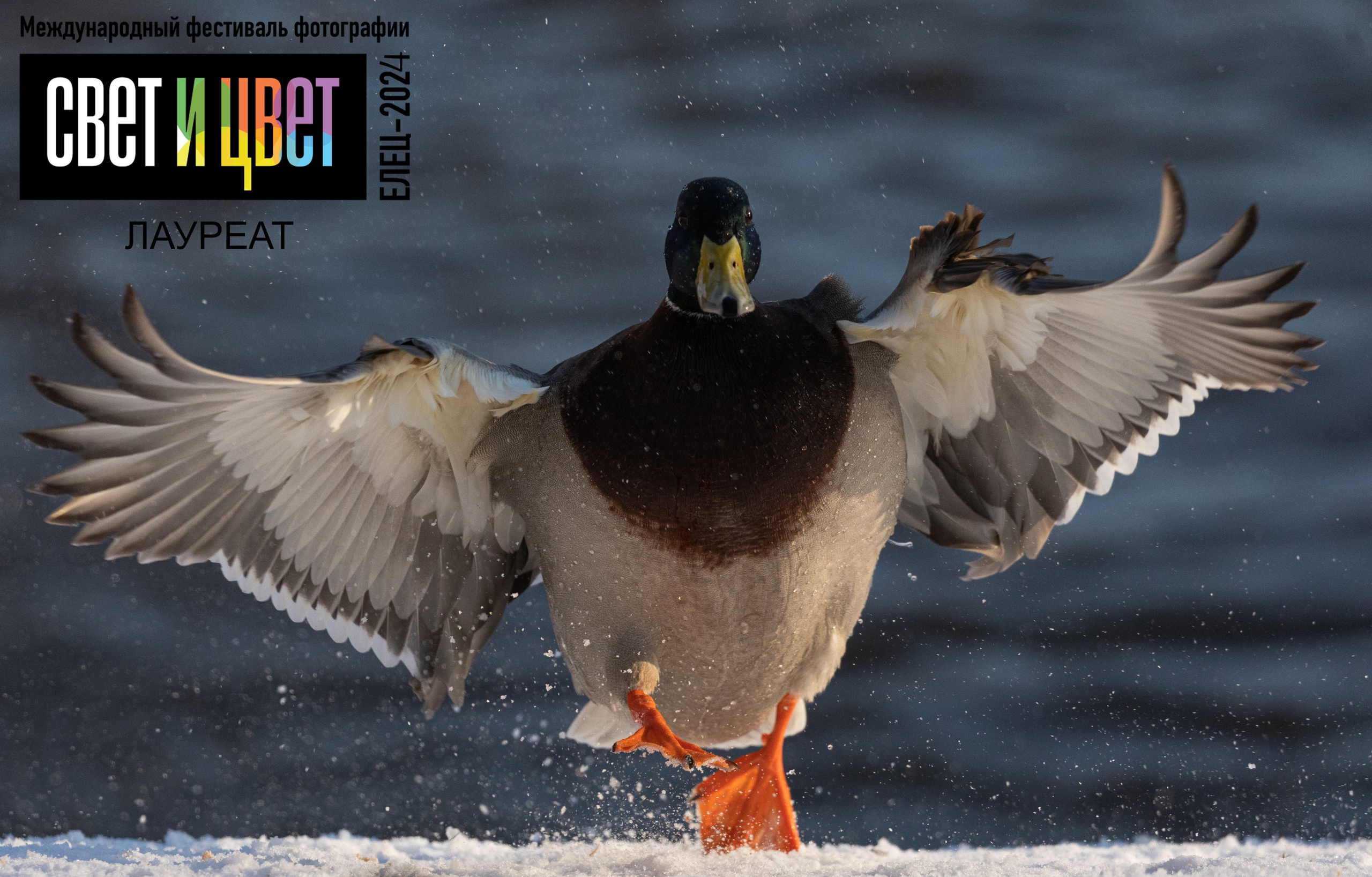 Спортивный фотограф Анна Зиновьева