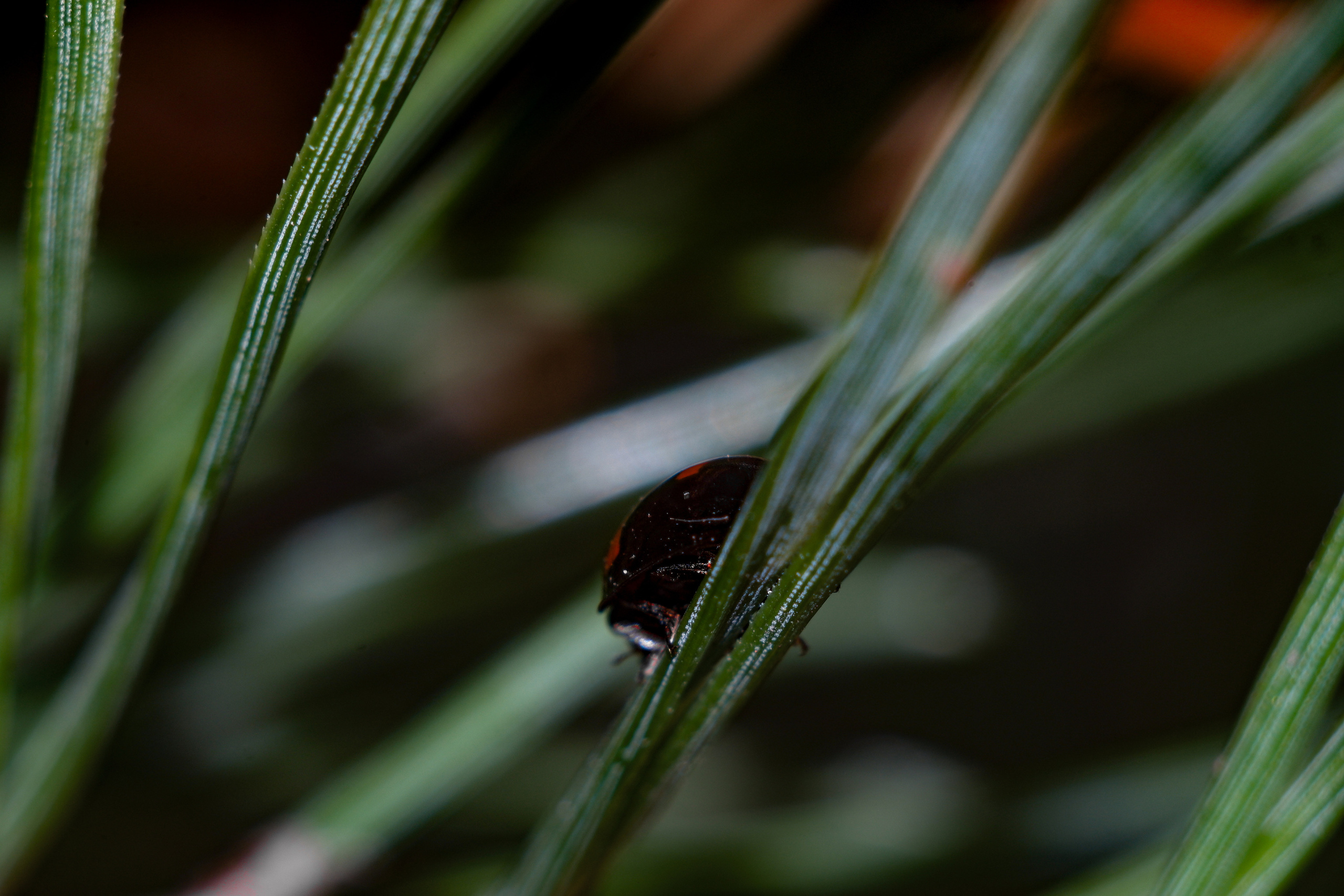 Съёмка животных и макро фото (Photographing animals and macro). Фотограф (photographer) Lischinski Vitaliy