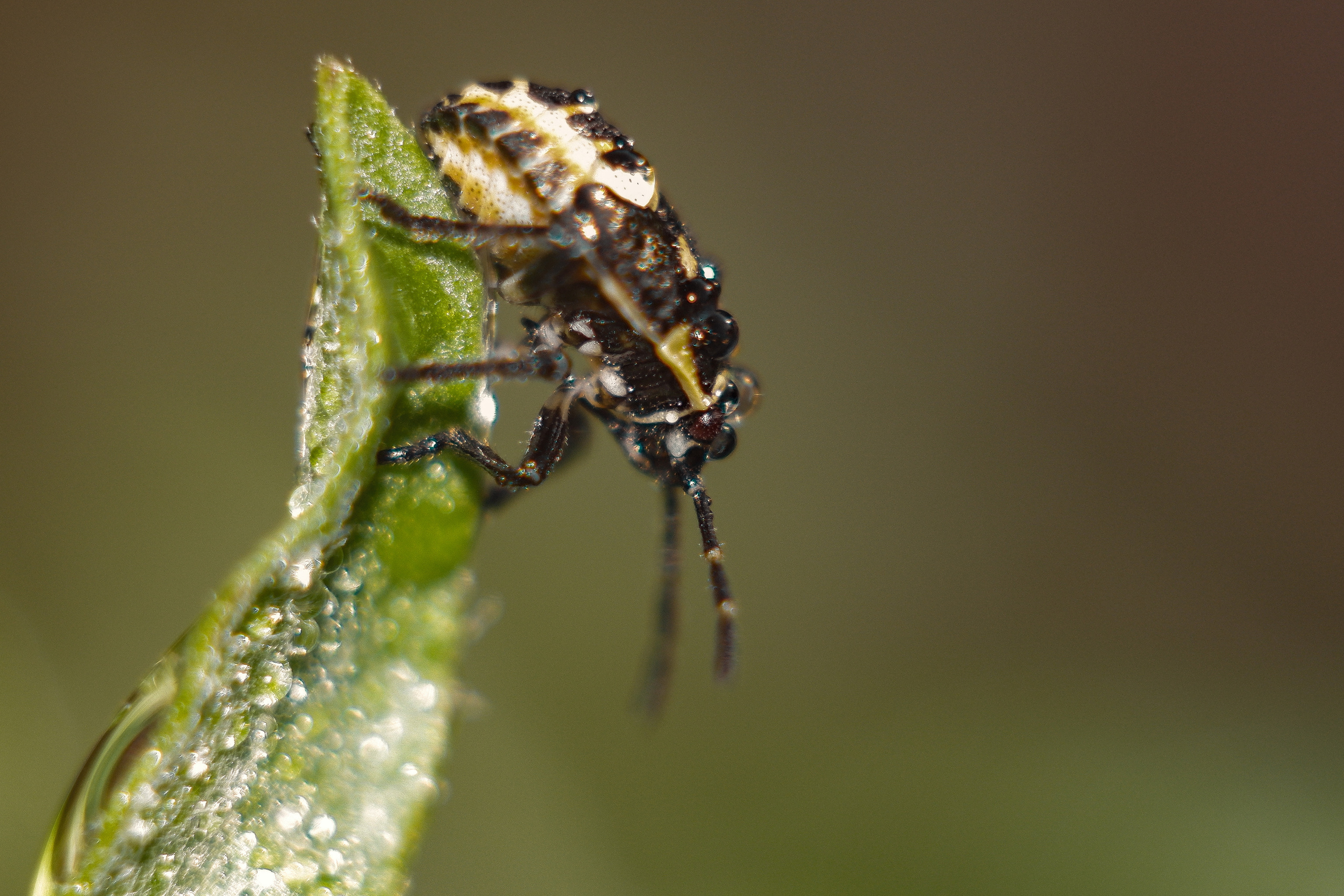 Съёмка животных и макро фото (Photographing animals and macro). Фотограф (photographer) Lischinski Vitaliy