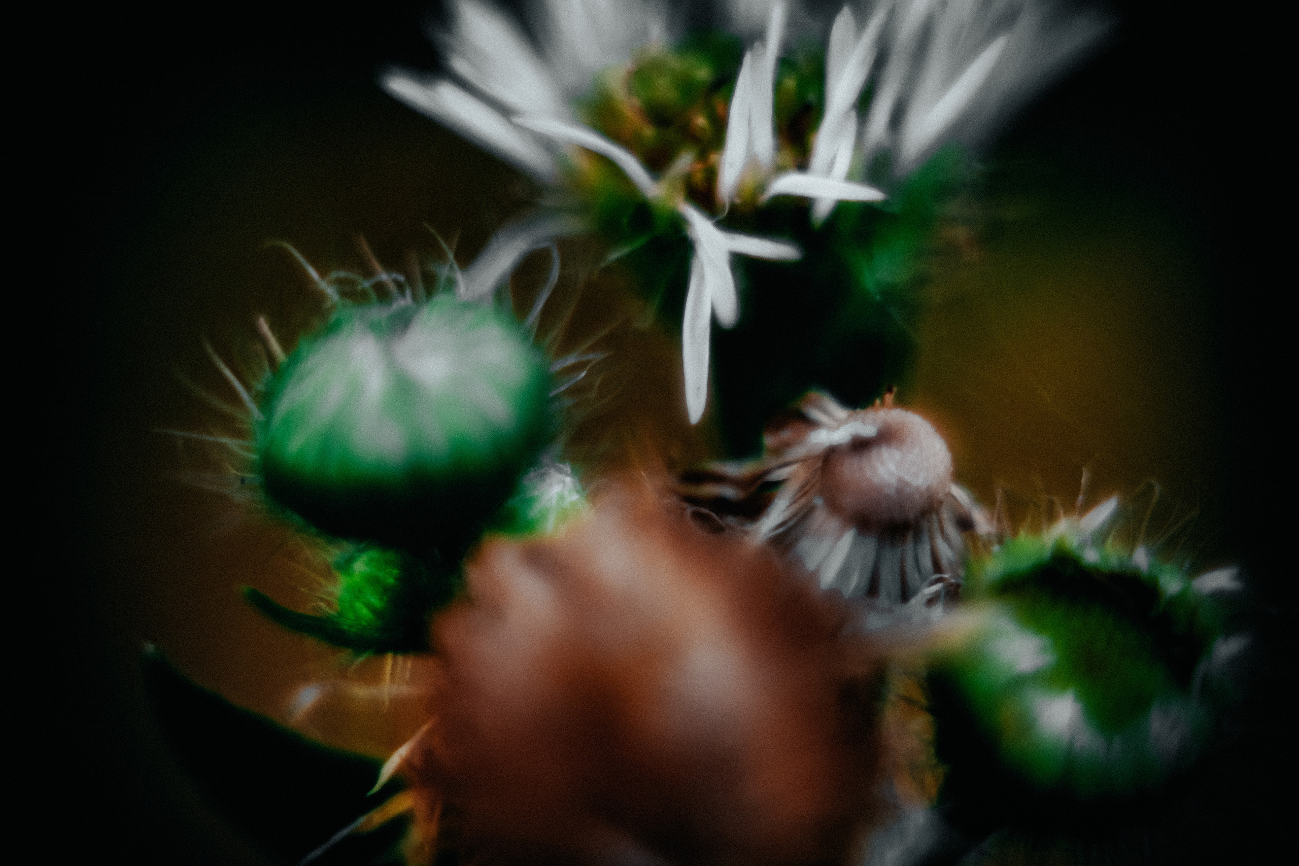 Съёмка животных и макро фото (Photographing animals and macro). Фотограф (photographer) Lischinski Vitaliy