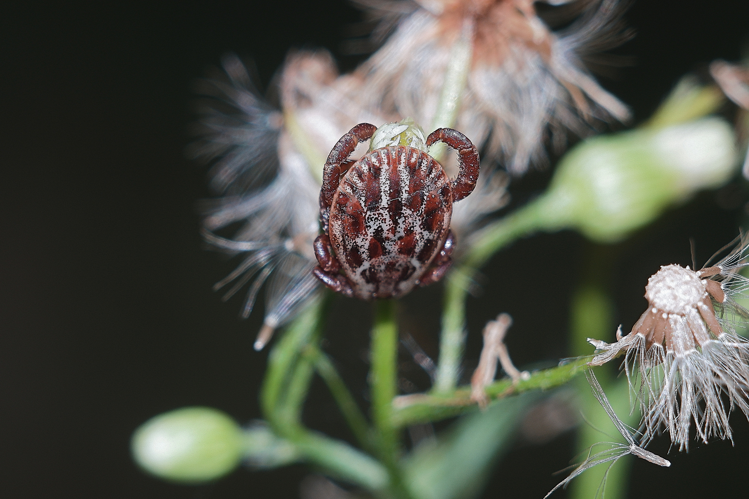 Съёмка животных и макро фото (Photographing animals and macro). Фотограф (photographer) Lischinski Vitaliy