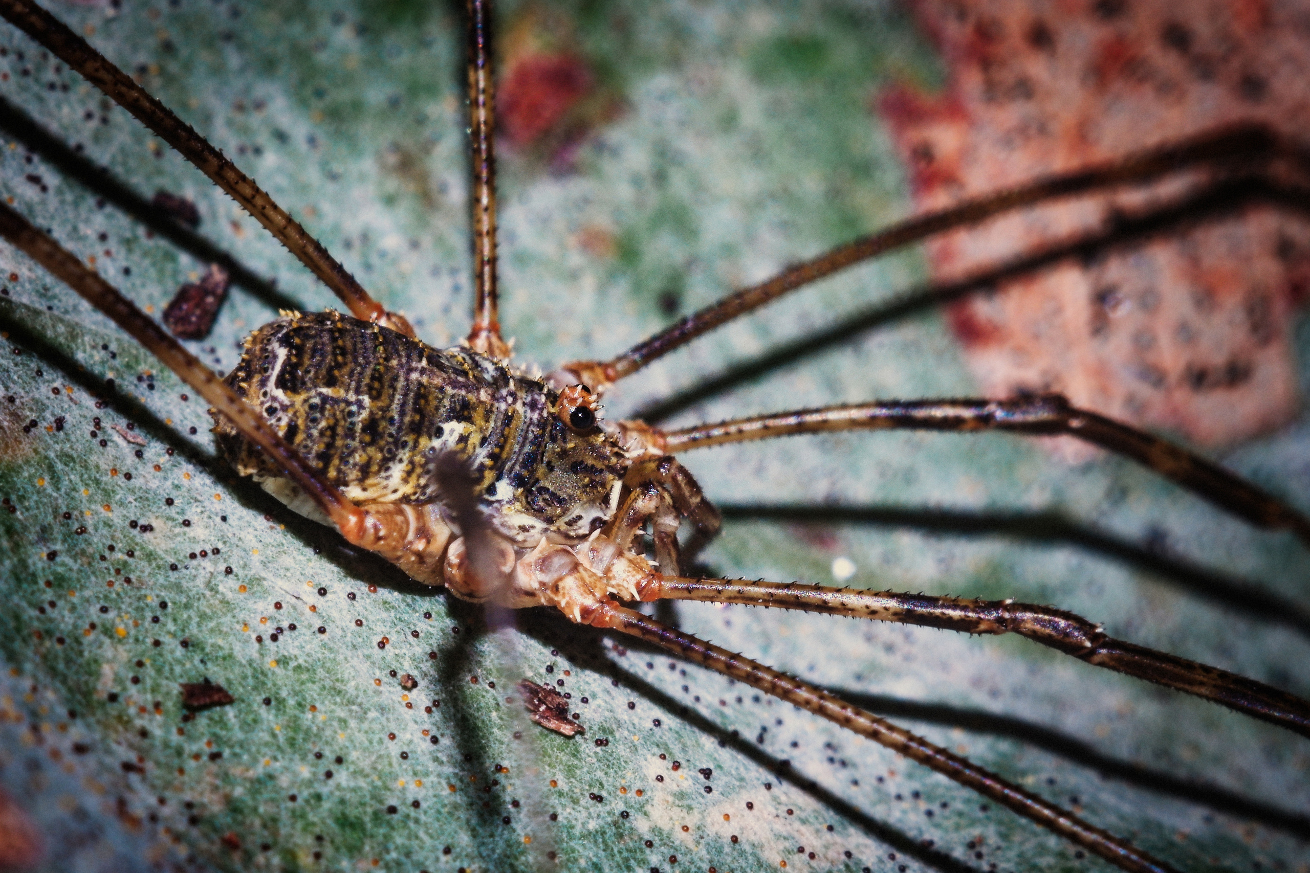 Съёмка животных и макро фото (Photographing animals and macro). Фотограф (photographer) Lischinski Vitaliy