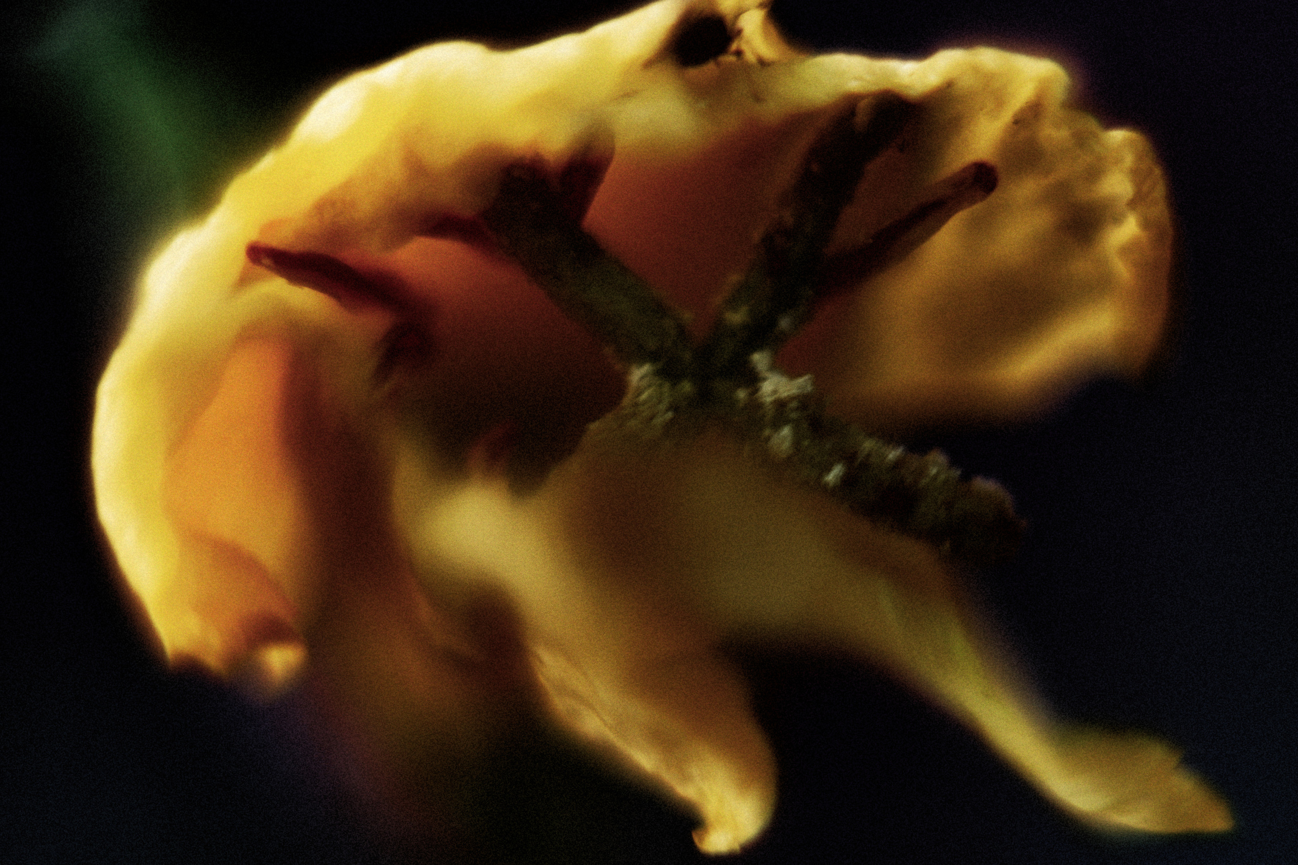 Съёмка животных и макро фото (Photographing animals and macro). Фотограф (photographer) Lischinski Vitaliy