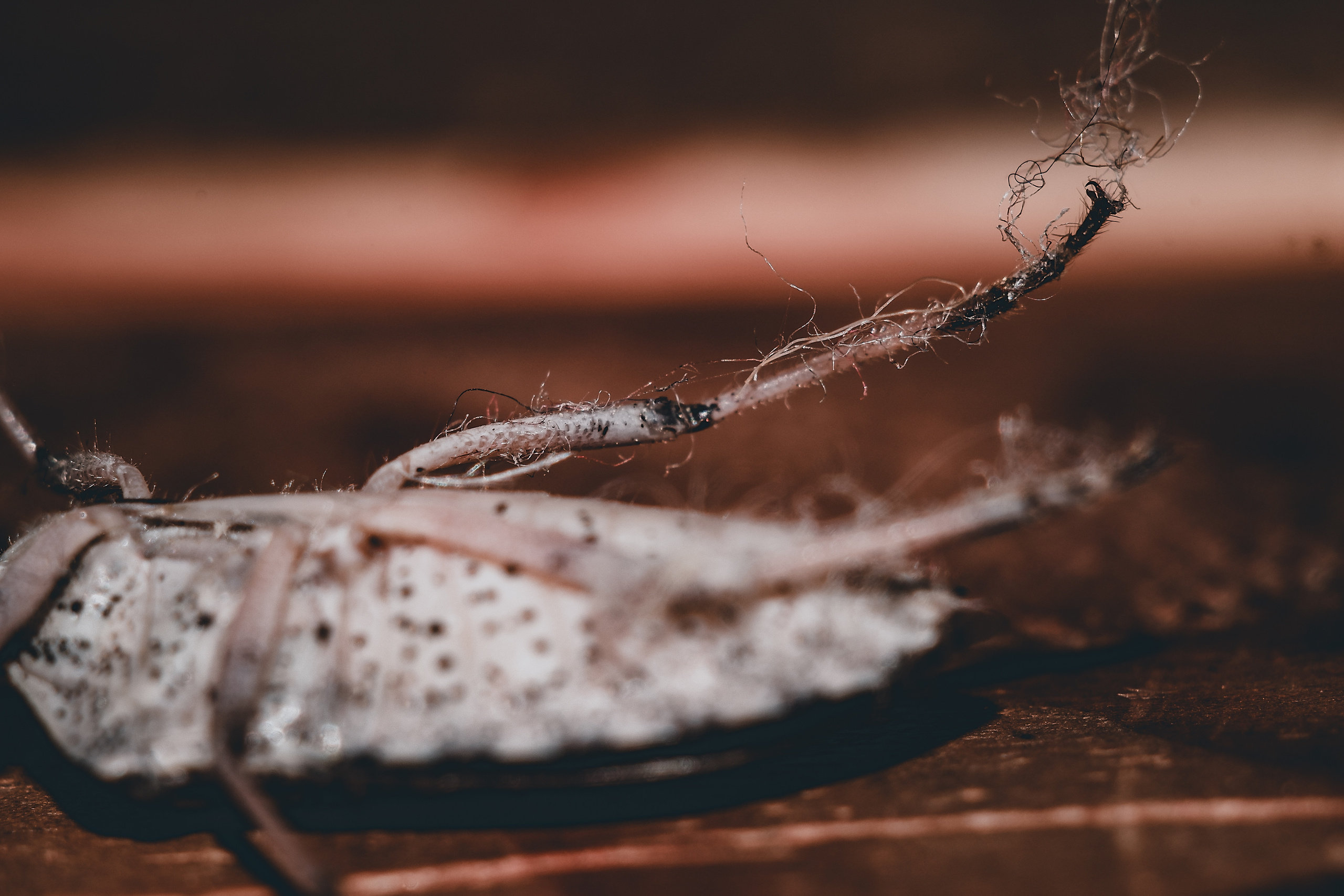 Съёмка животных и макро фото (Photographing animals and macro). Фотограф (photographer) Lischinski Vitaliy