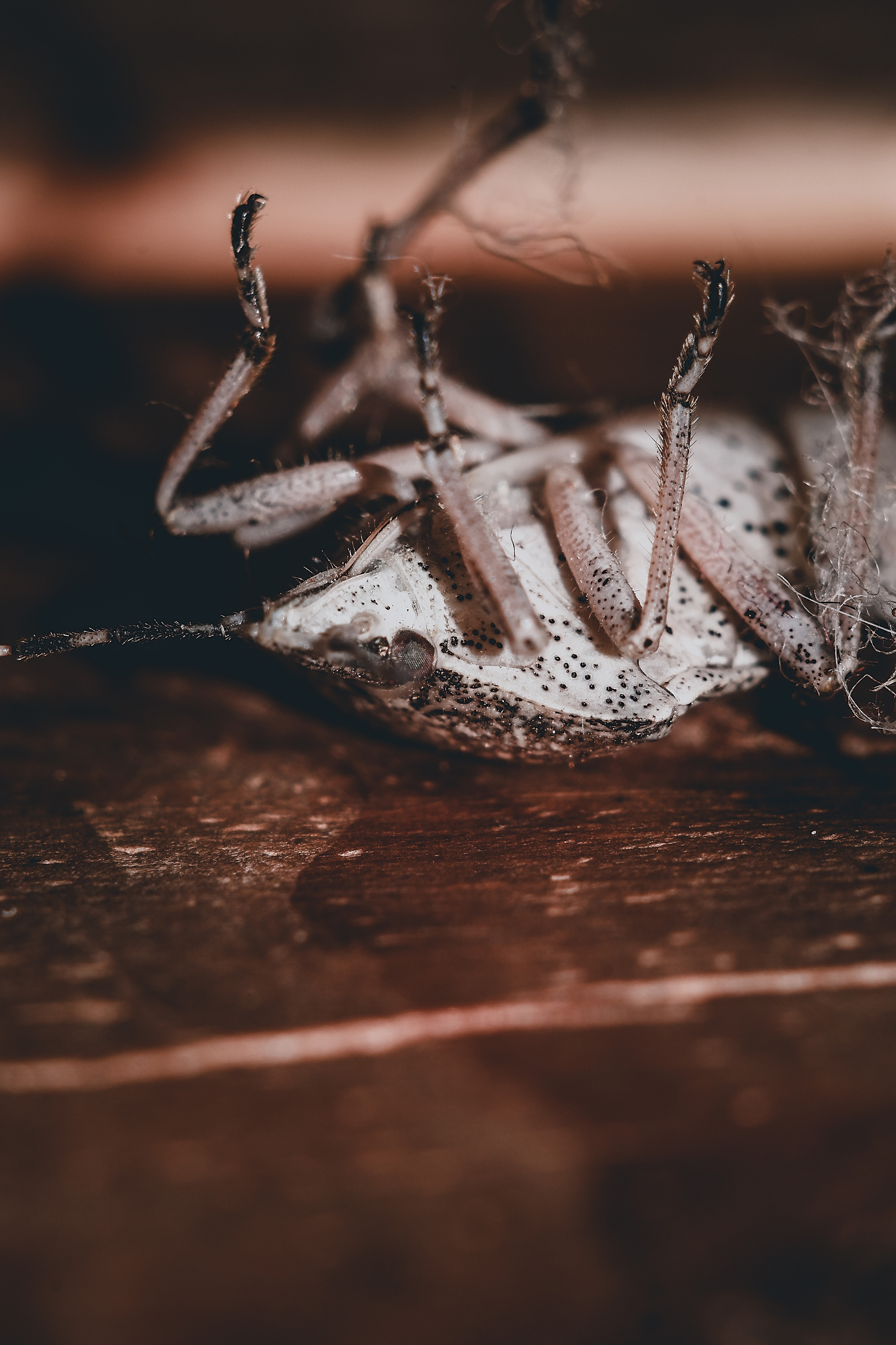 Съёмка животных и макро фото (Photographing animals and macro). Фотограф (photographer) Lischinski Vitaliy