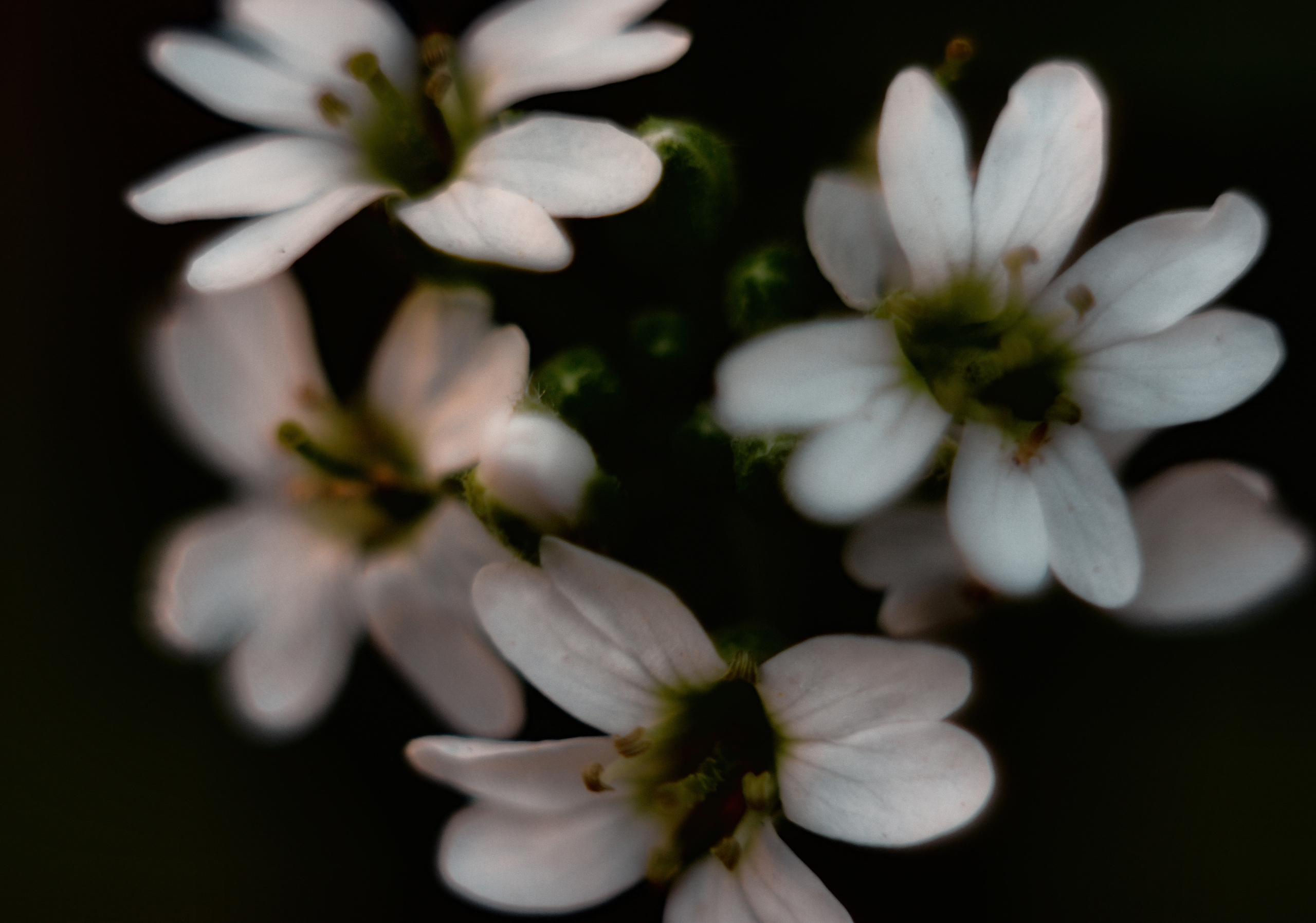 Съёмка животных и макро фото (Photographing animals and macro). Фотограф (photographer) Lischinski Vitaliy