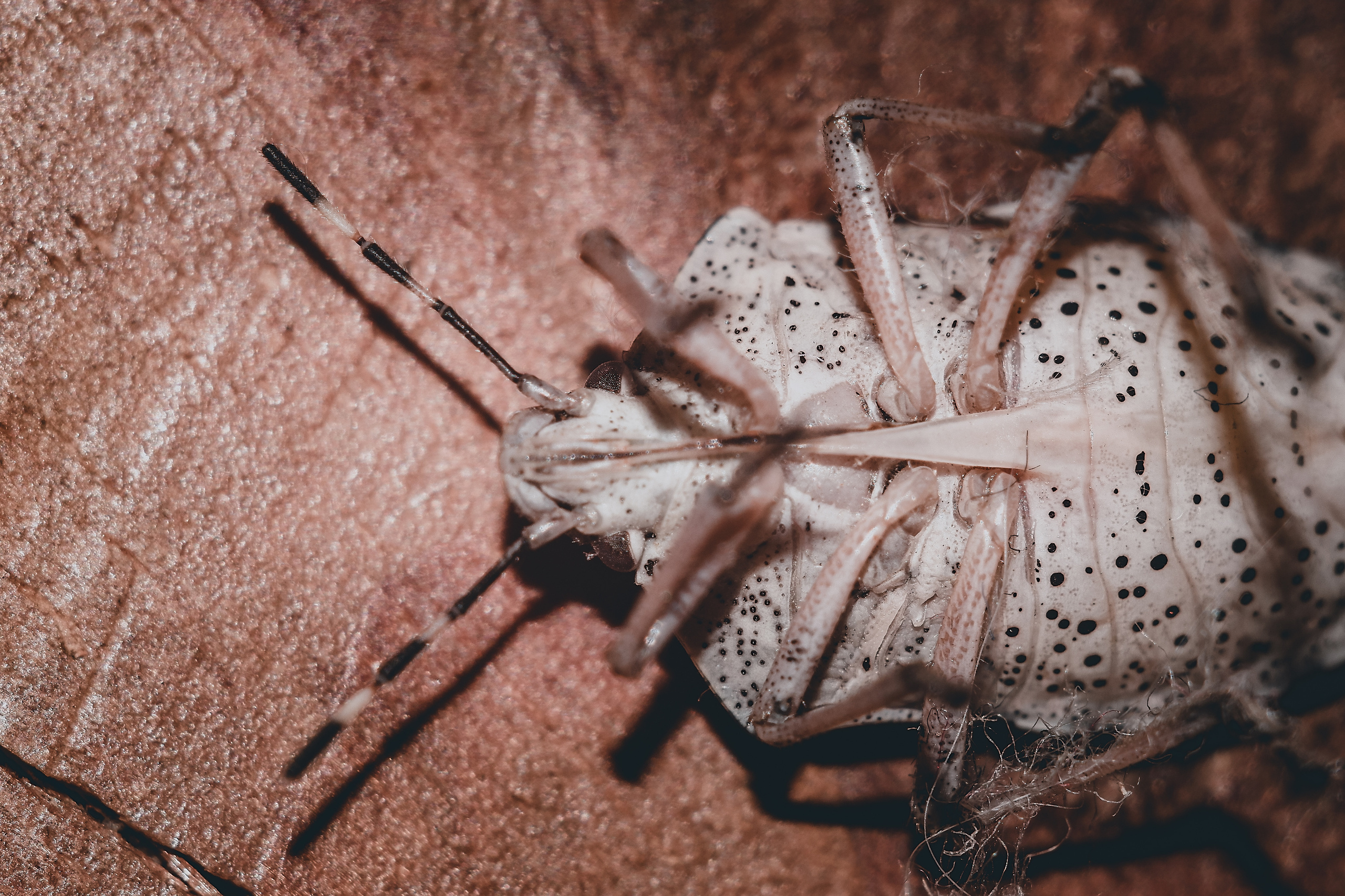 Съёмка животных и макро фото (Photographing animals and macro). Фотограф (photographer) Lischinski Vitaliy