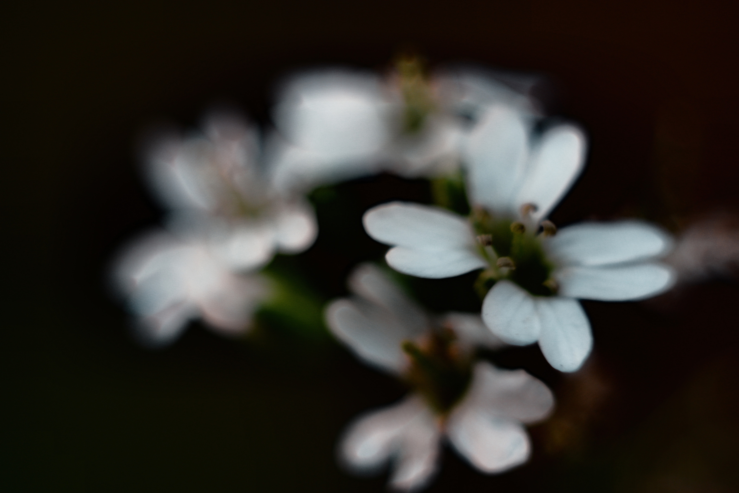 Съёмка животных и макро фото (Photographing animals and macro). Фотограф (photographer) Lischinski Vitaliy