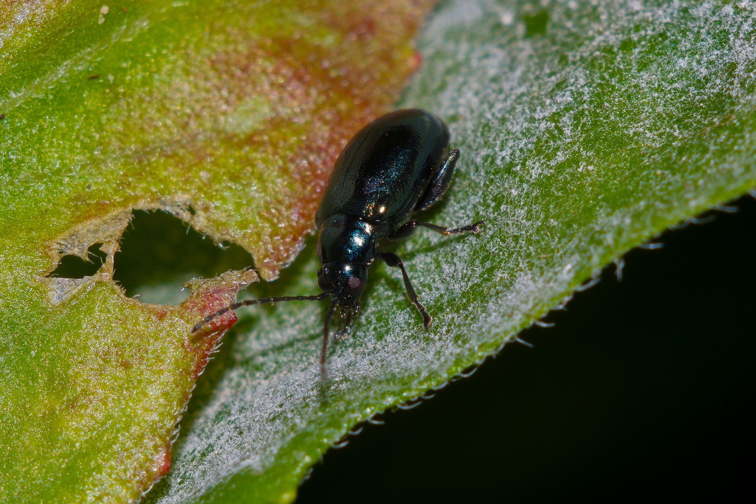 Съёмка животных и макро фото (Photographing animals and macro). Фотограф (photographer) Lischinski Vitaliy