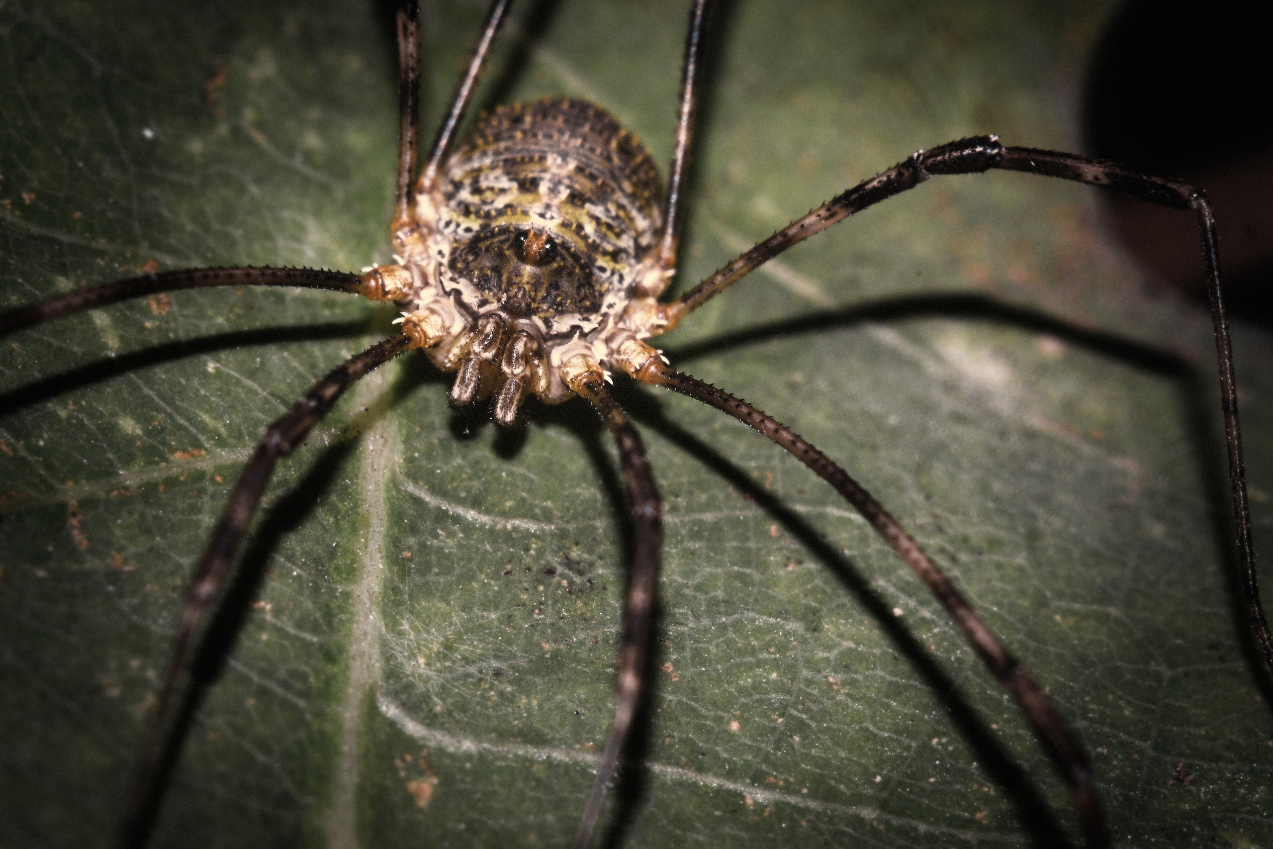 Съёмка животных и макро фото (Photographing animals and macro). Фотограф (photographer) Lischinski Vitaliy