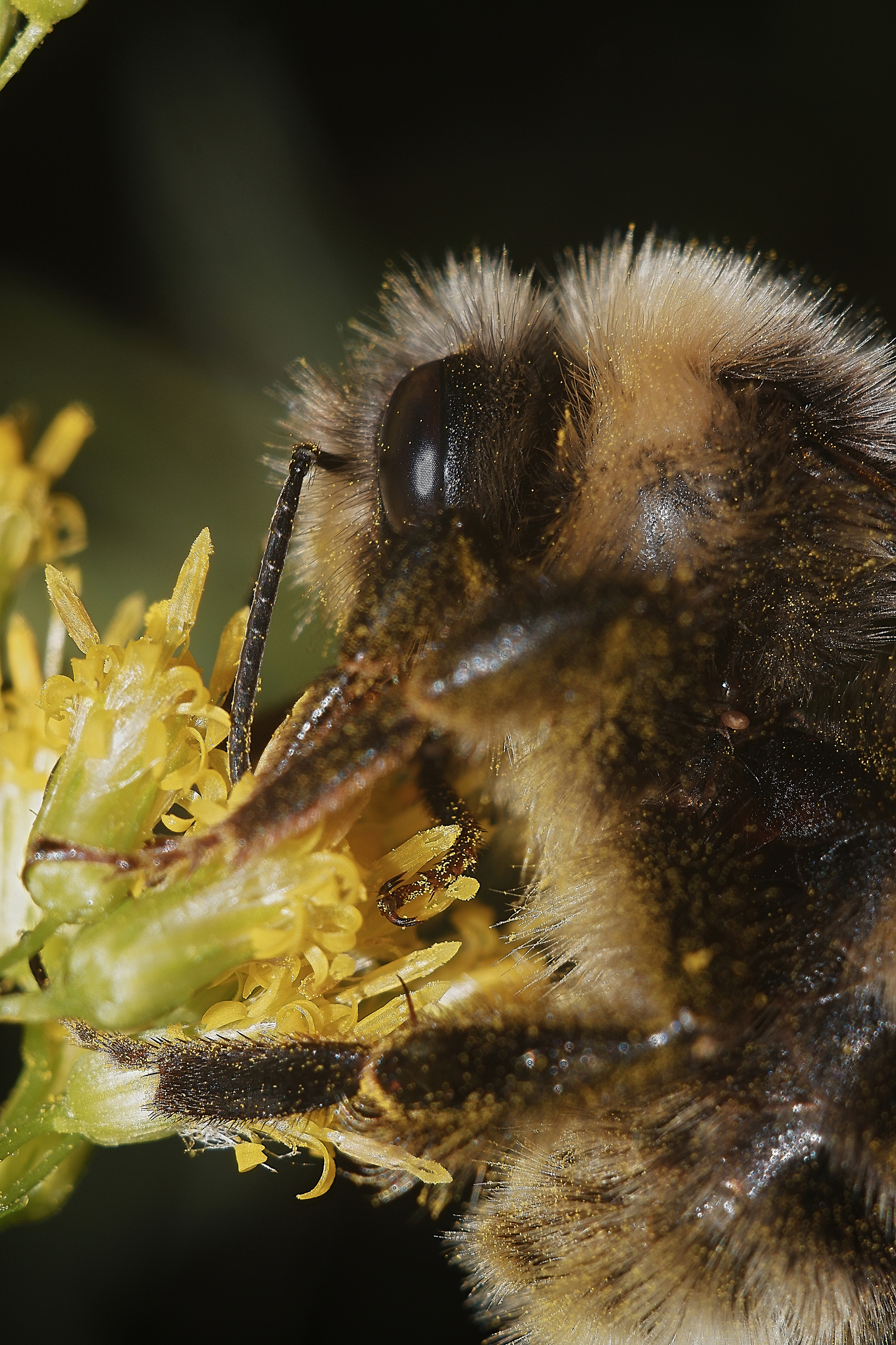 Съёмка животных и макро фото (Photographing animals and macro). Фотограф (photographer) Lischinski Vitaliy
