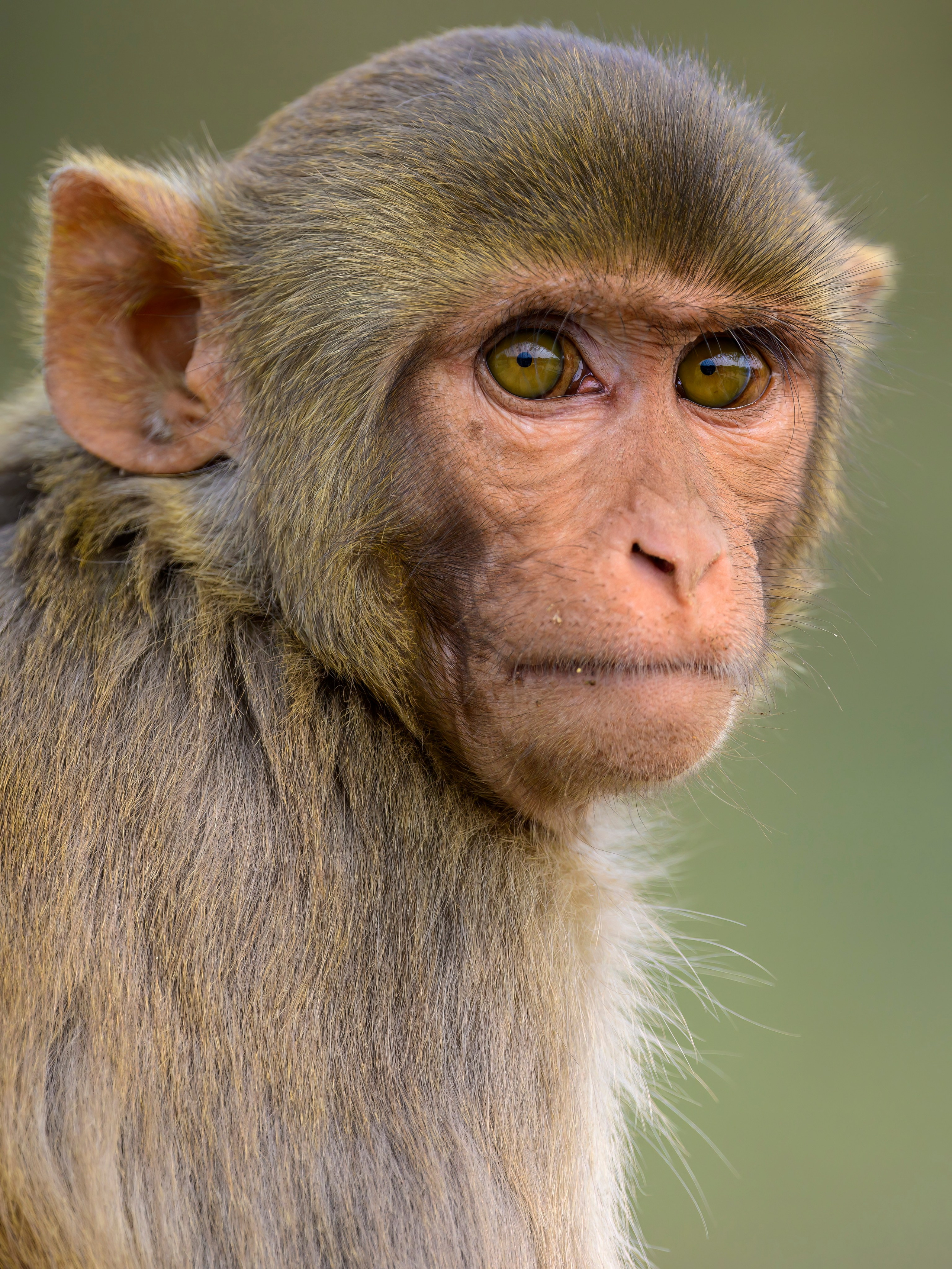 Раджастан, Индия. Wildlife photography by Sergey Puponin