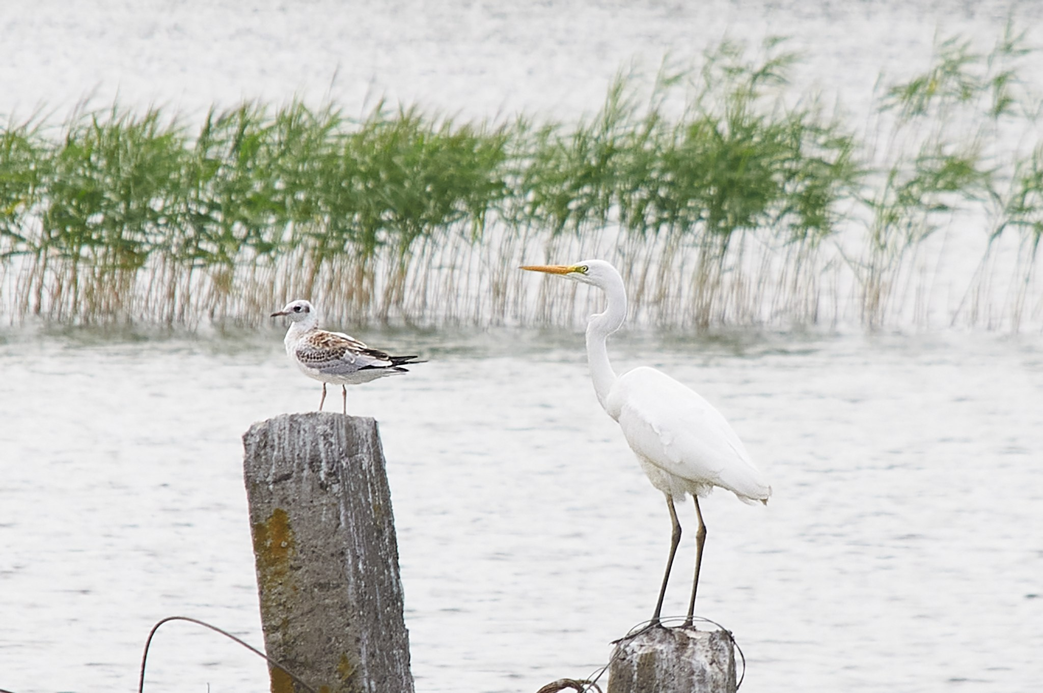 Заповедные уголки Земли: обитатели дикой природы. Координаты красоты — география в фокусе
