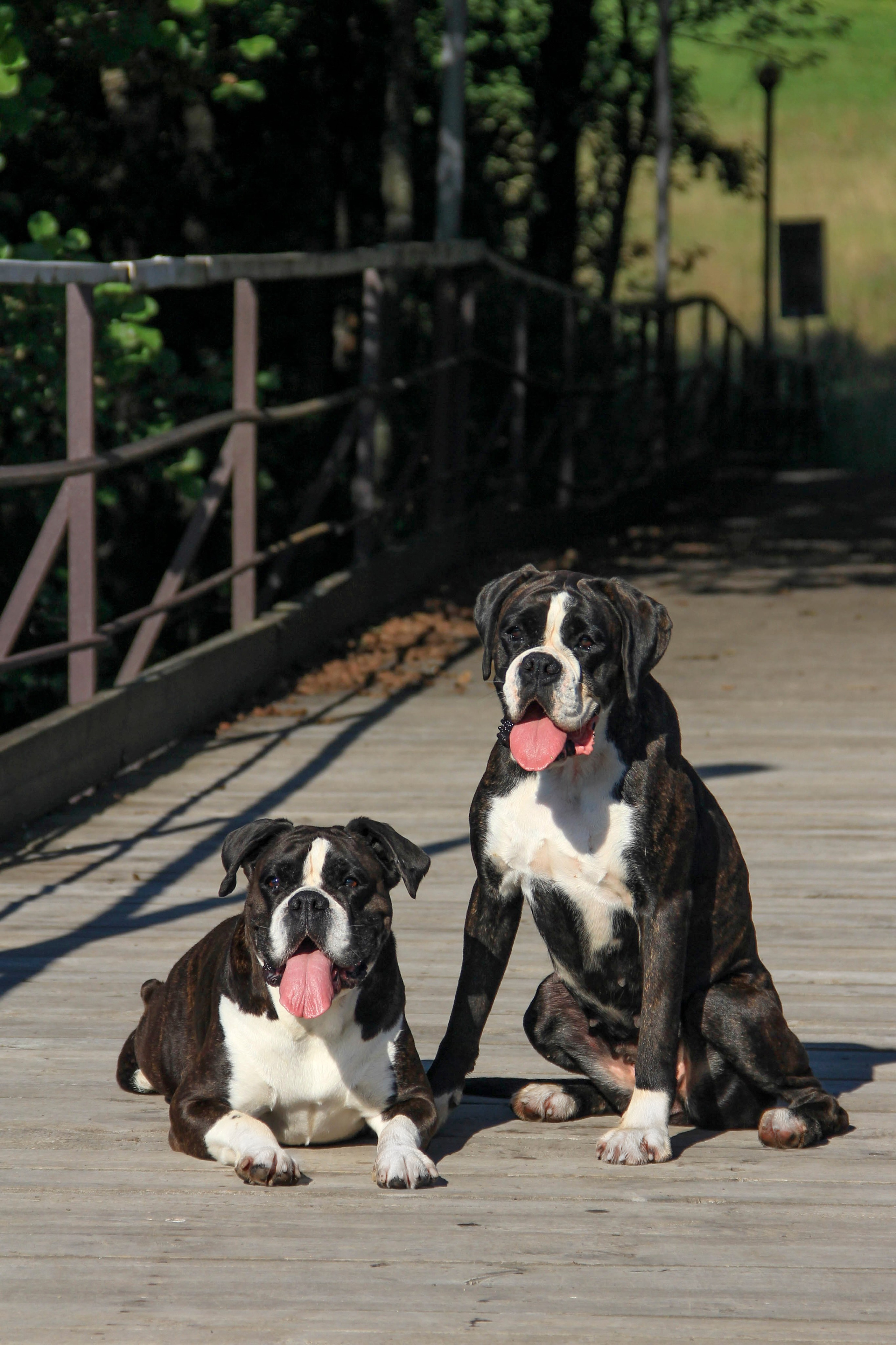 Прогулки. Фотограф — анималист в Москве и области Ольга Петракова