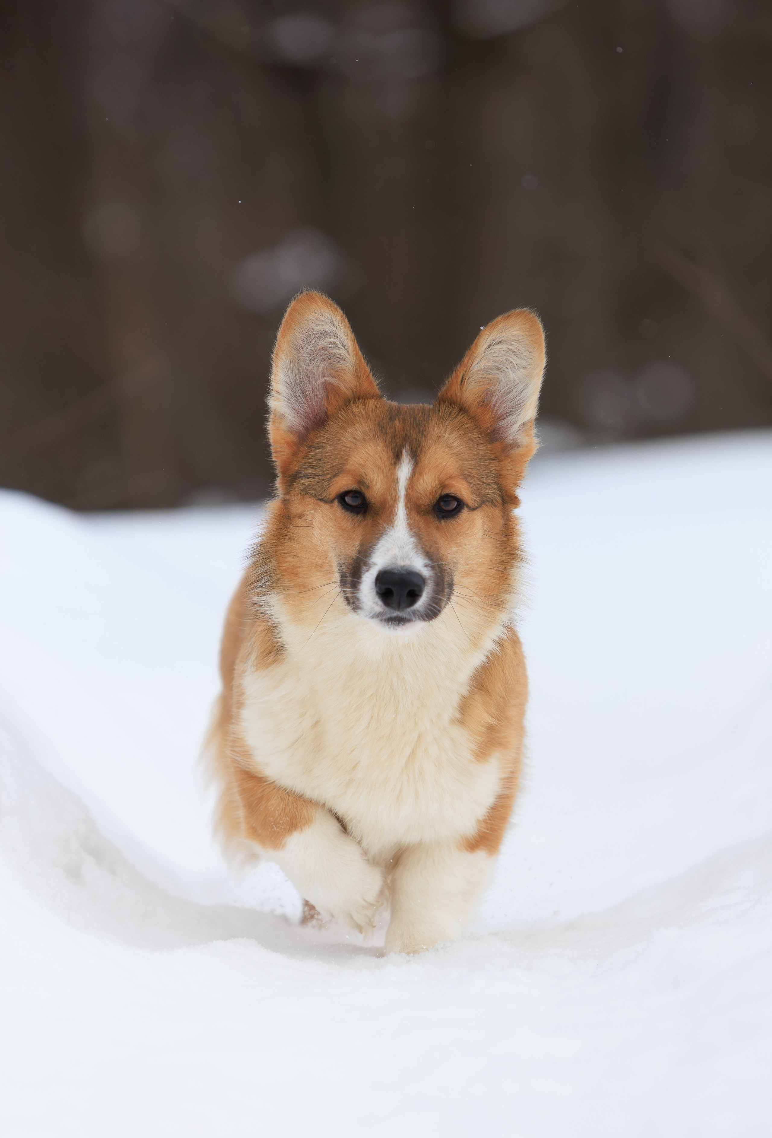 Корги и ВЕО зимой. Фотограф-анималист в Москве, МО и Владимире