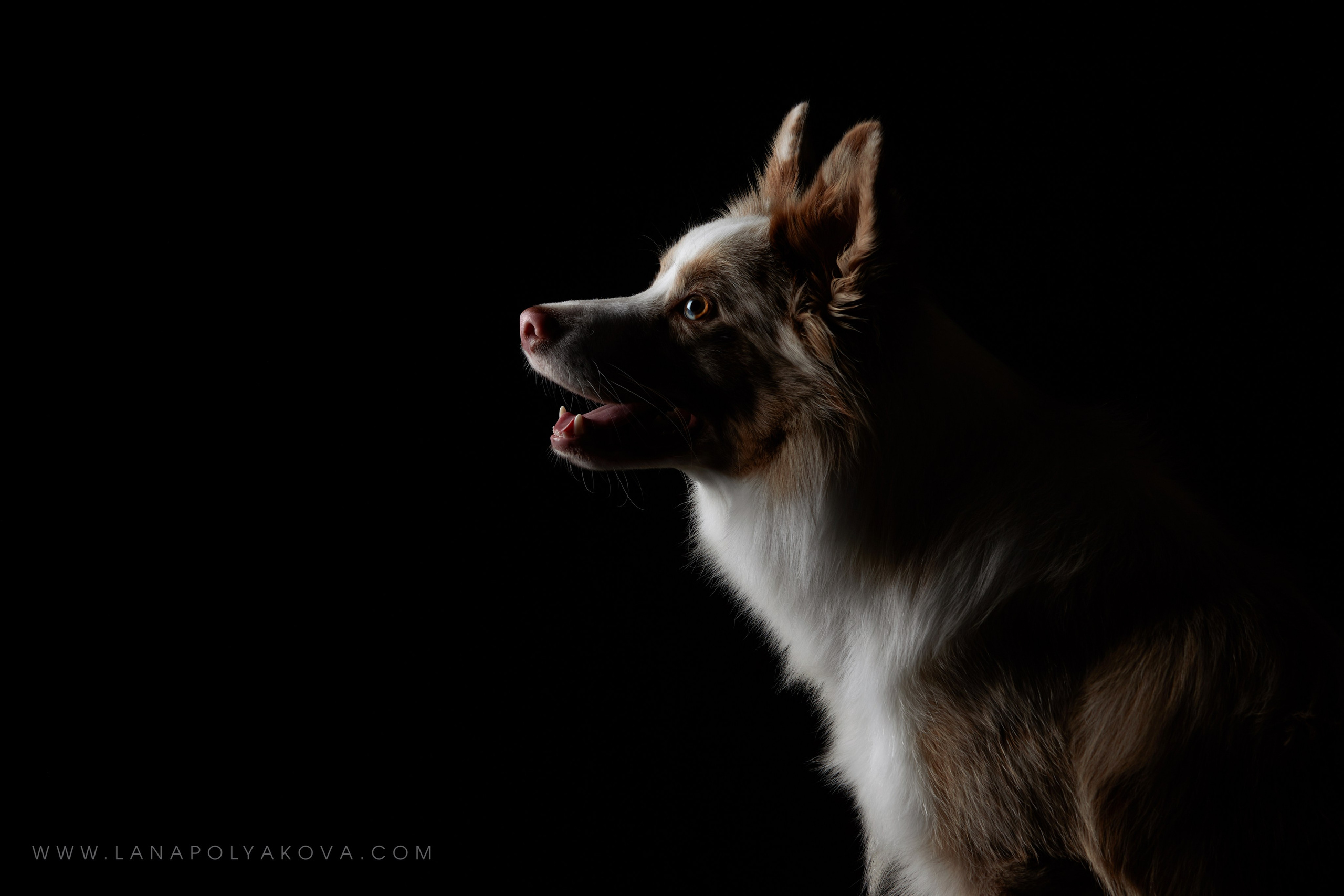 Оскар передает привет 👋. ФОТОГРАФ-АНИМАЛИСТ l LANA POLYAKOVA