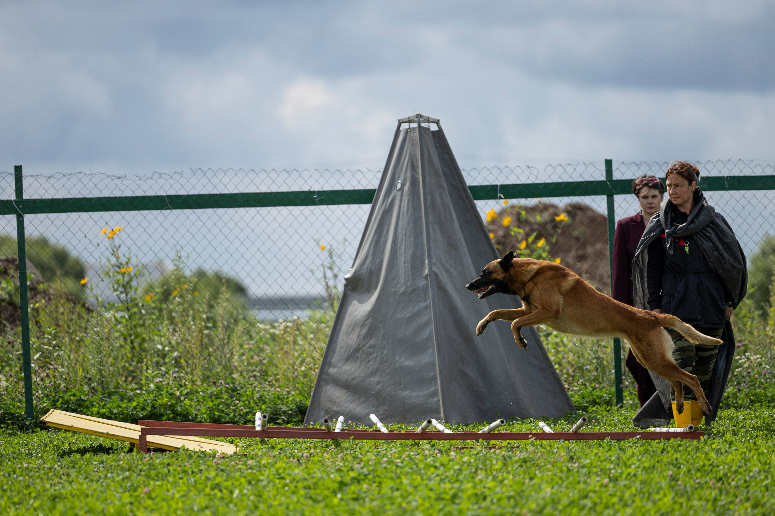 Соревнования по Мондьорингу г. Вологда 10-11.08.2024. Фотограф-анималист Анна Маринич